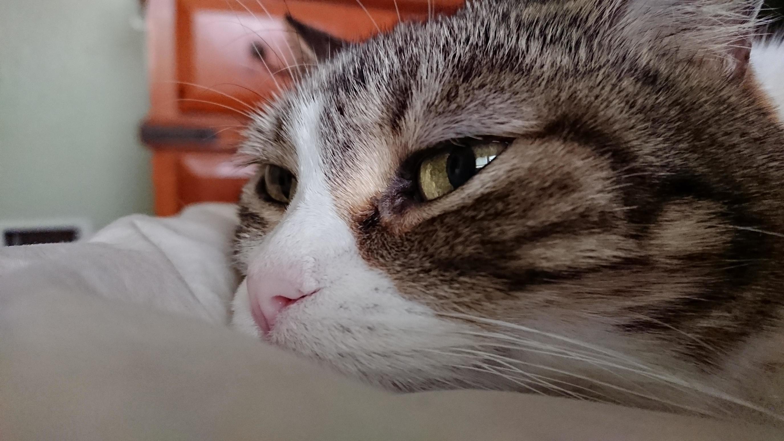Even Cats Regret Not Saying What They Should Have Said