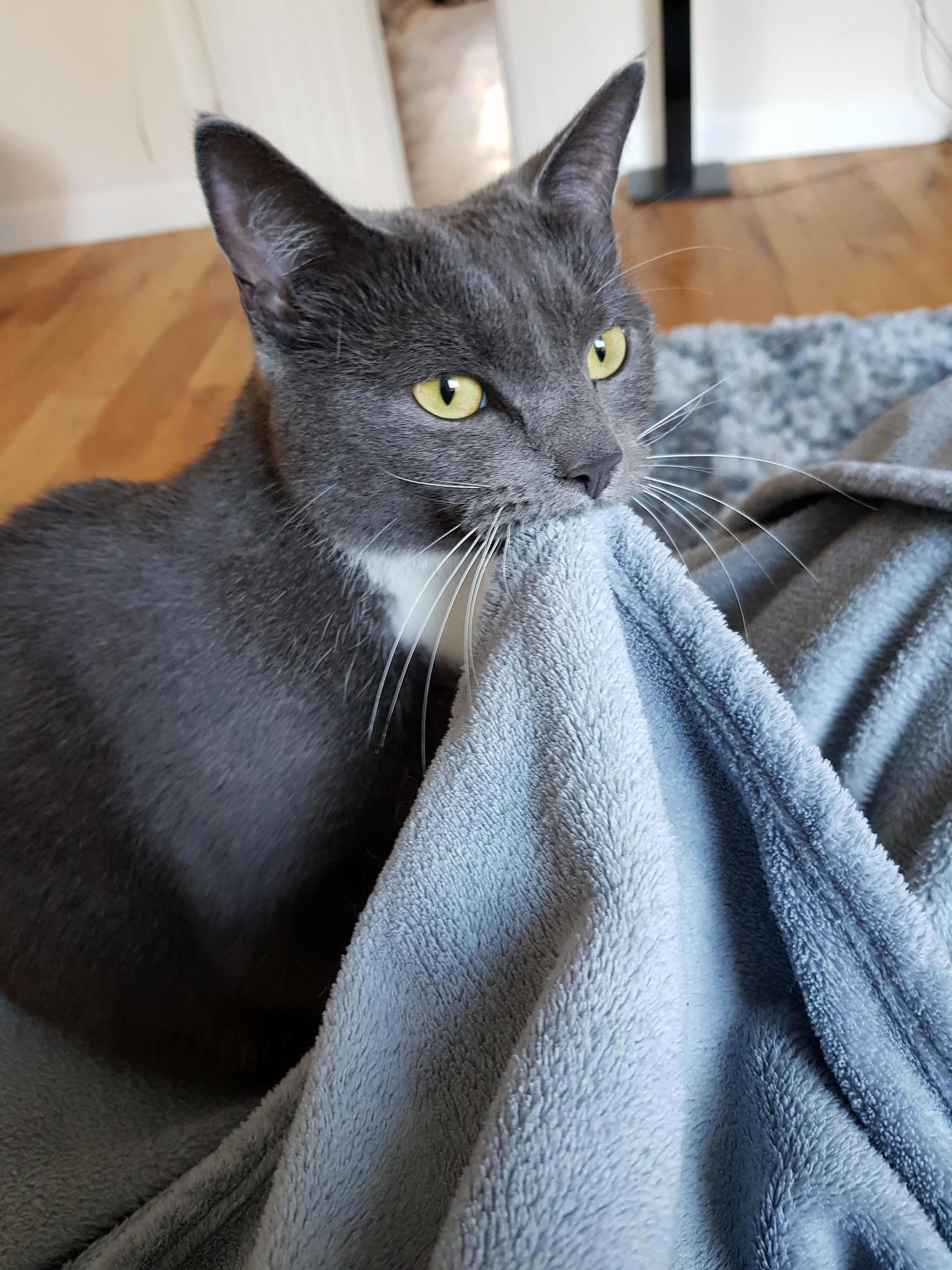 Everybody.....meet Holly, I Get to Kitty Sit Her from Time to Time and This Is by Far the Best Pic I Have of Her