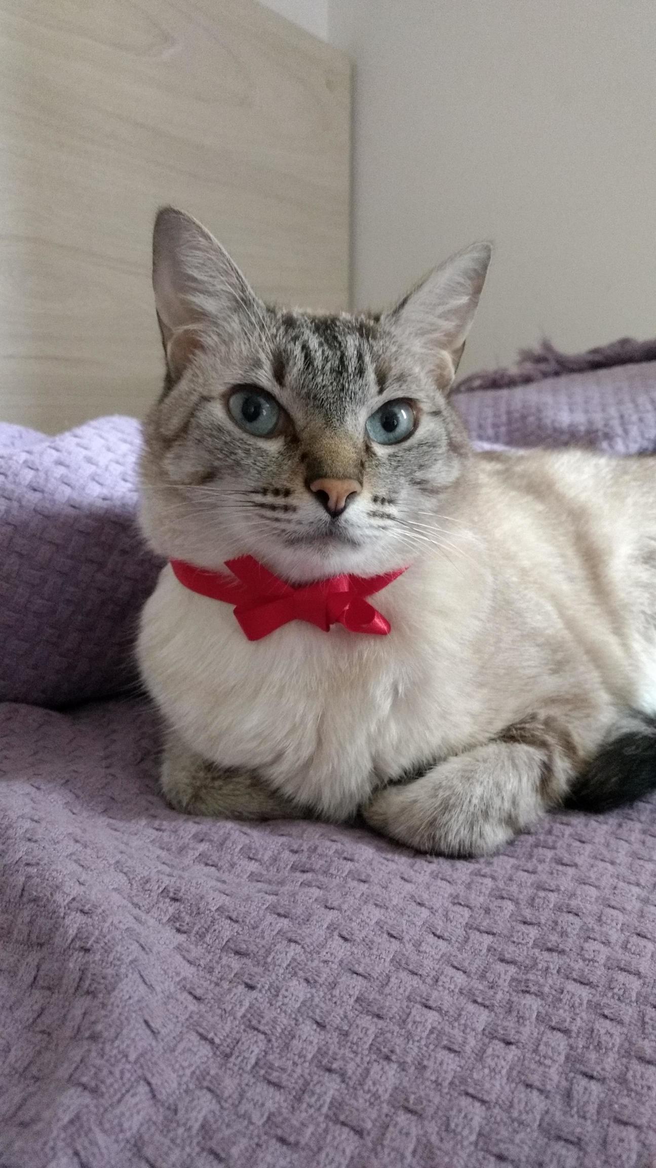 Excuse Me, Would Like to Have a Dinner with Me Tonight