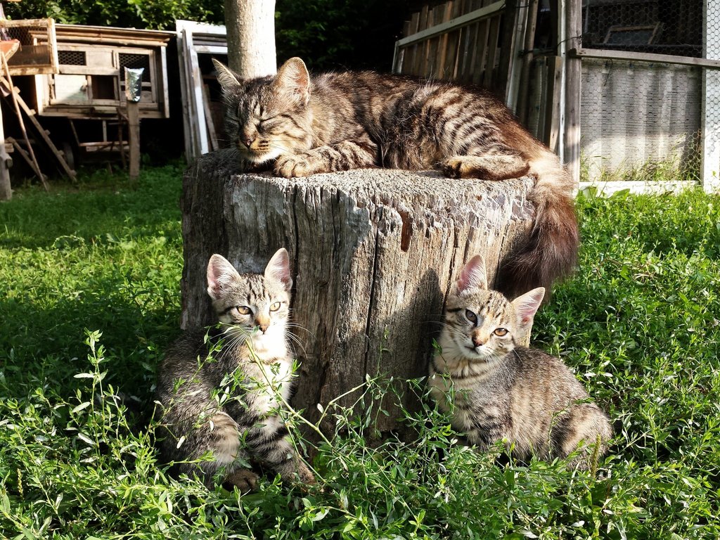 Family Photo.