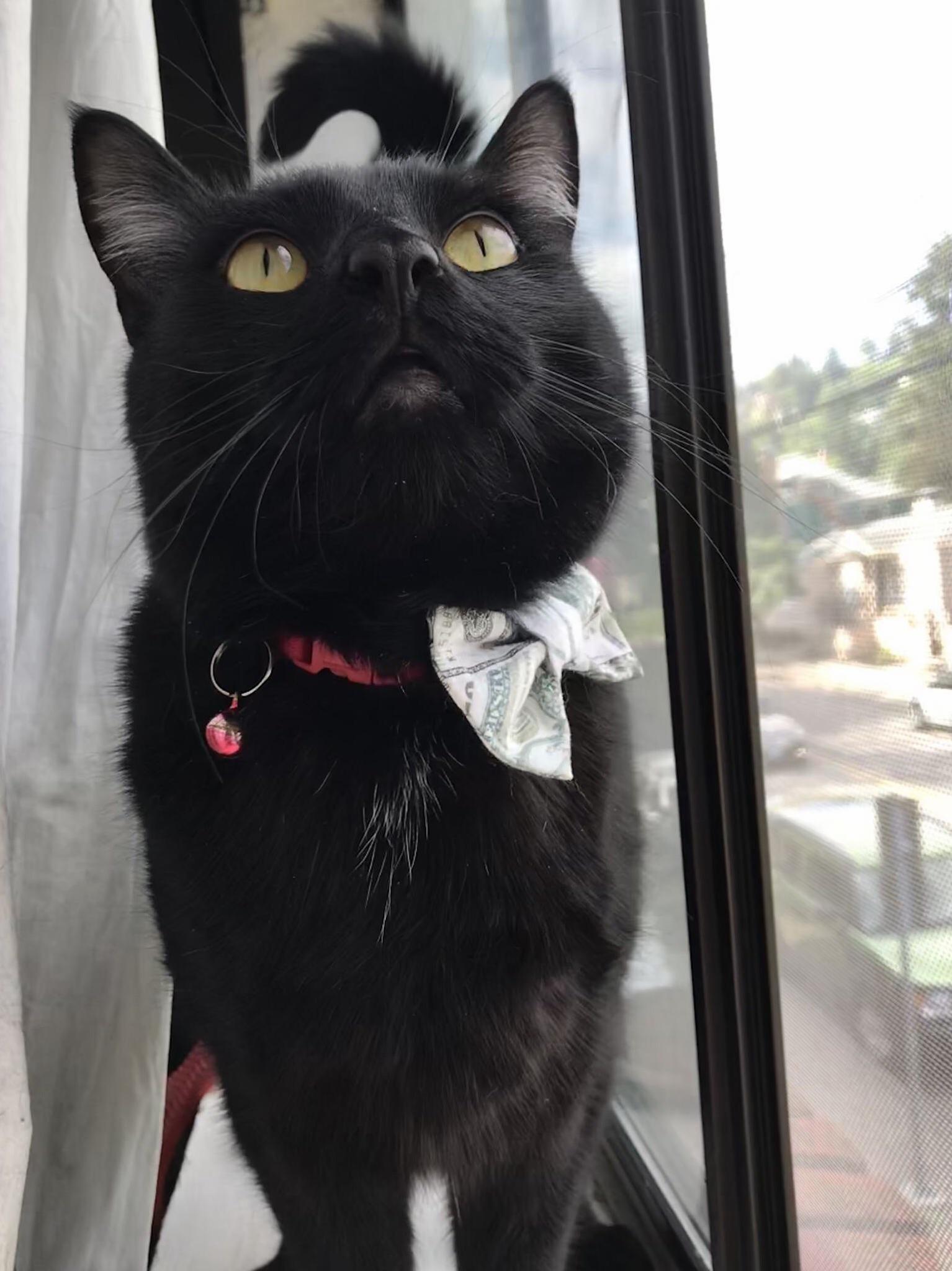 Fig Is a Very Handsome Boy