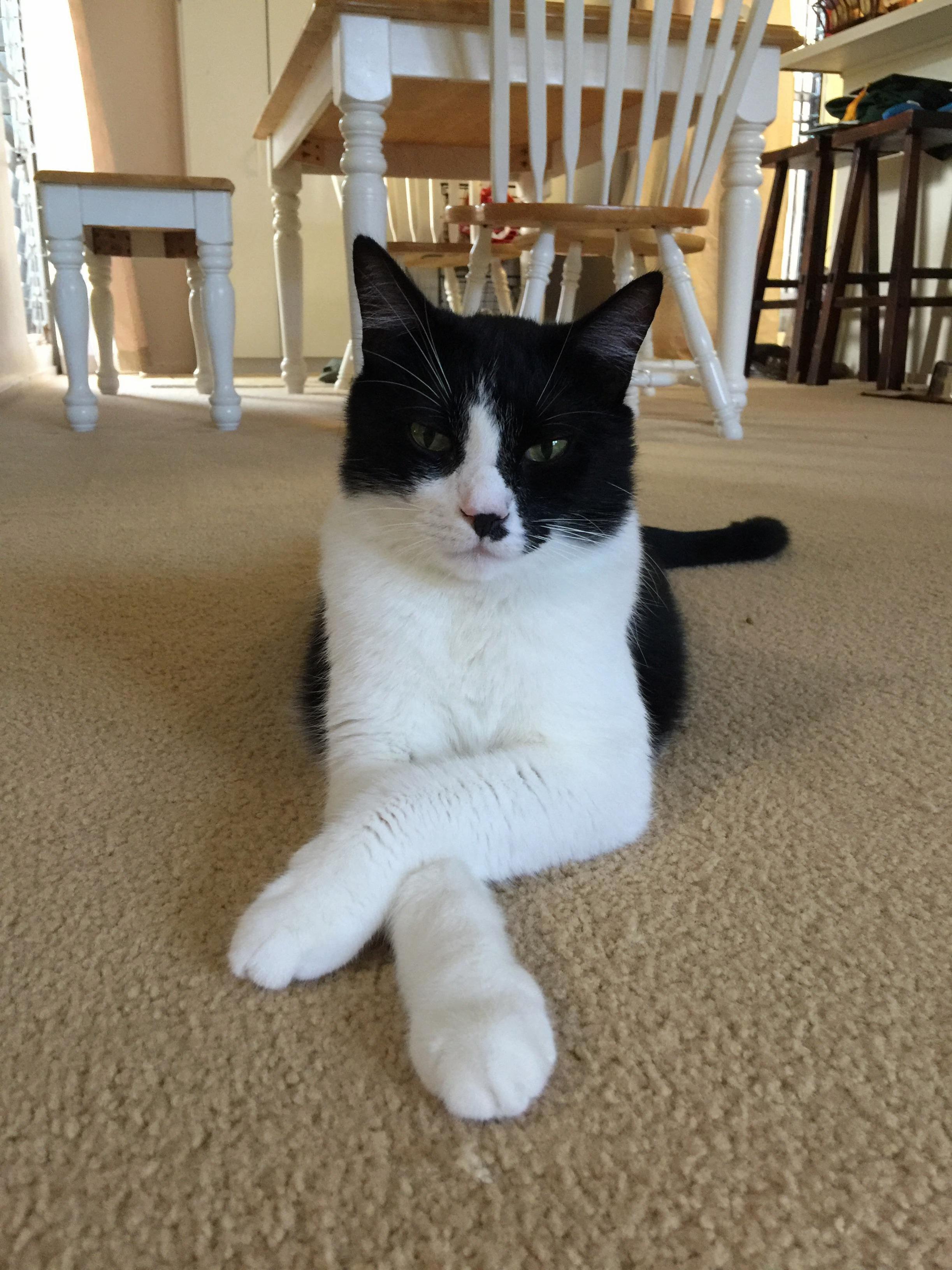 Figaro Is Very Regal.