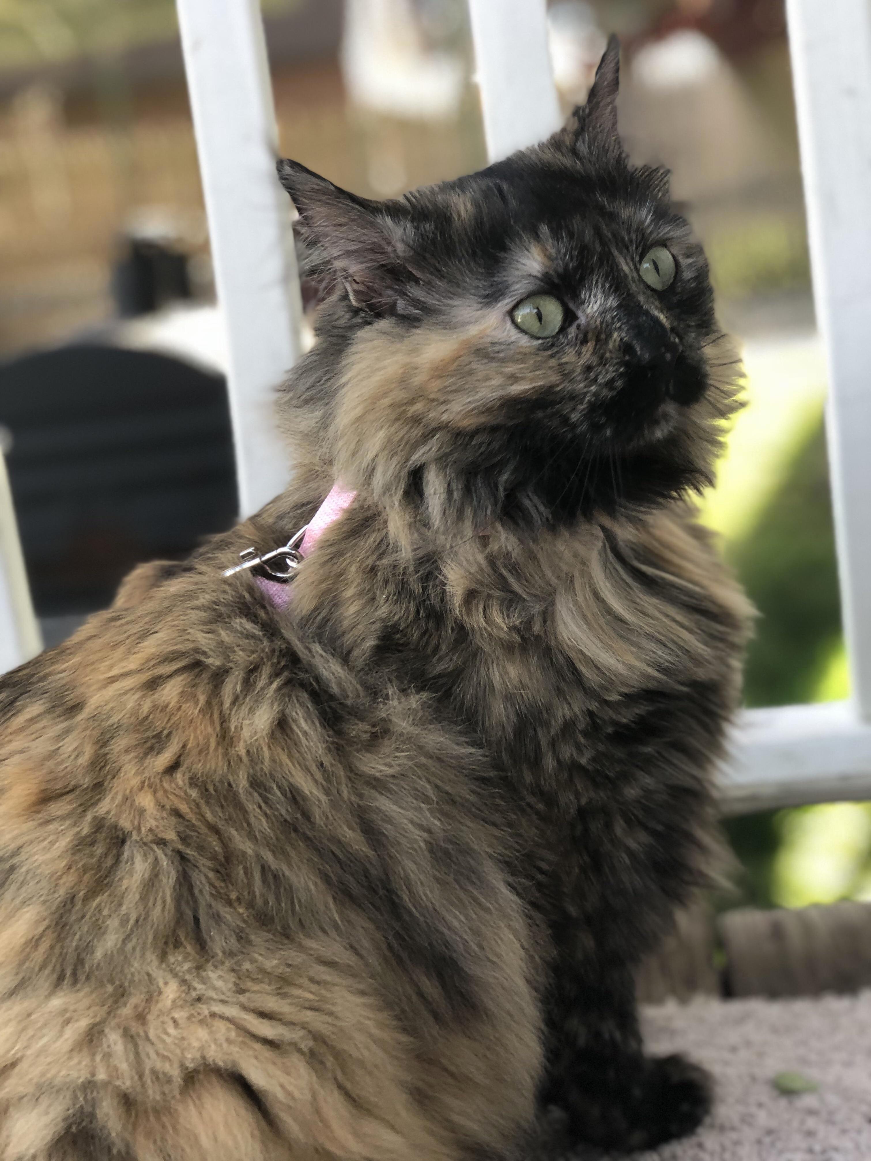 Finally Bought a Harness for Malawi, So We Adventured to the Backyard for the First Time Yesterday!