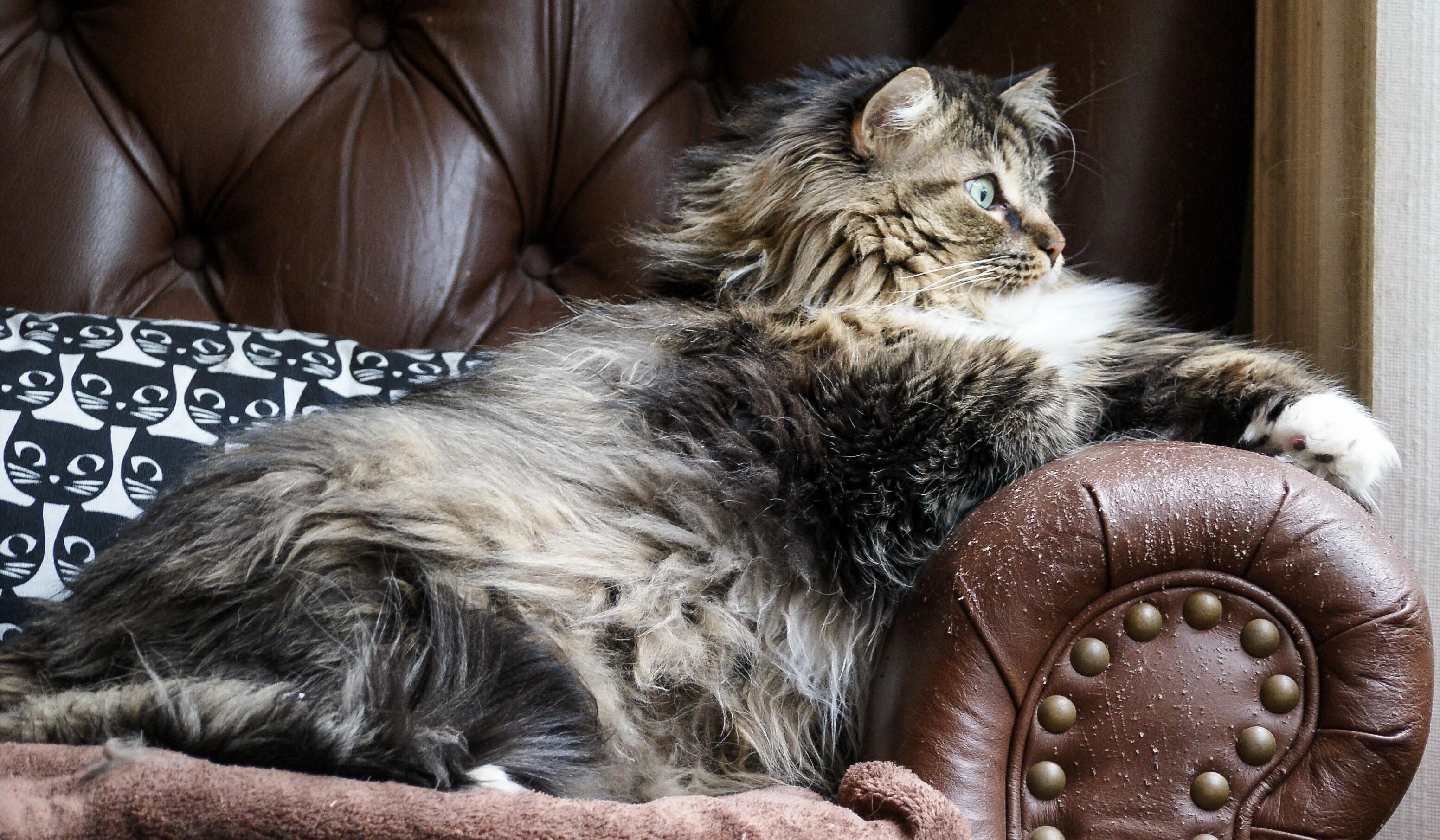 Finnie in His Bird Watching Chair. His Favourite Pastime