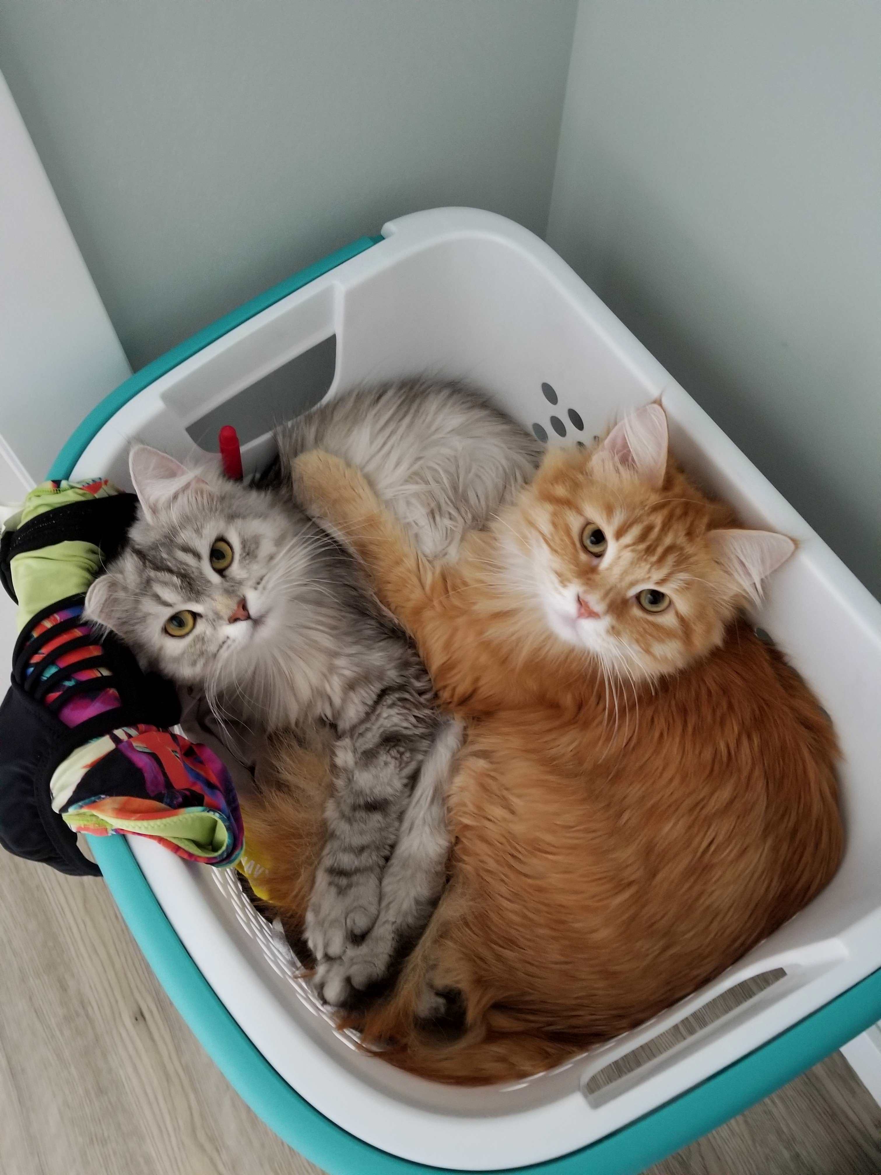 First Time Cat Owners. Which Fabric Softener Do We Use for the Dryer