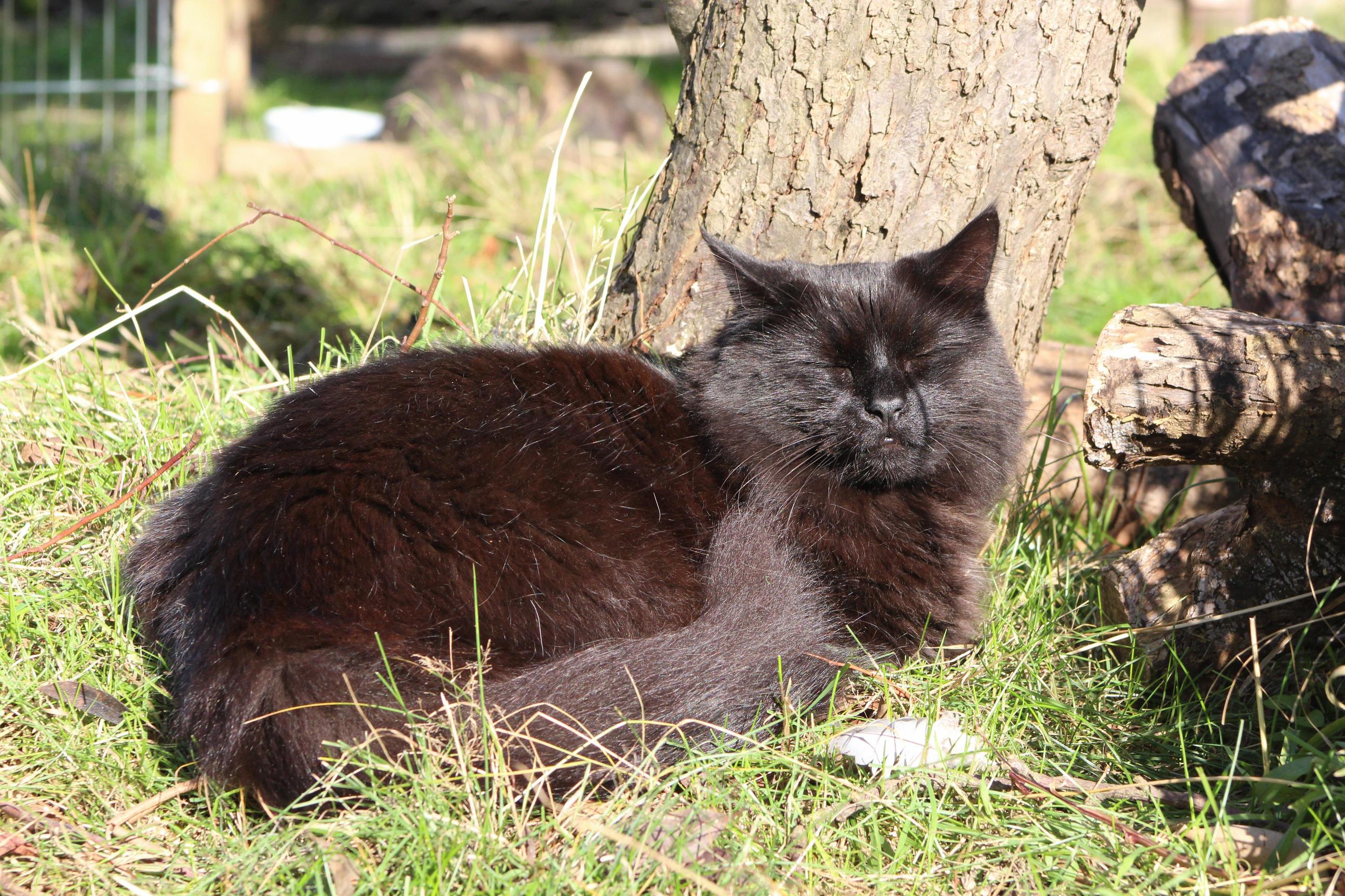 Floof in the Sun.