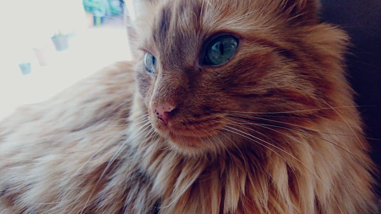 Fluff Cat A.k.a. Caillou