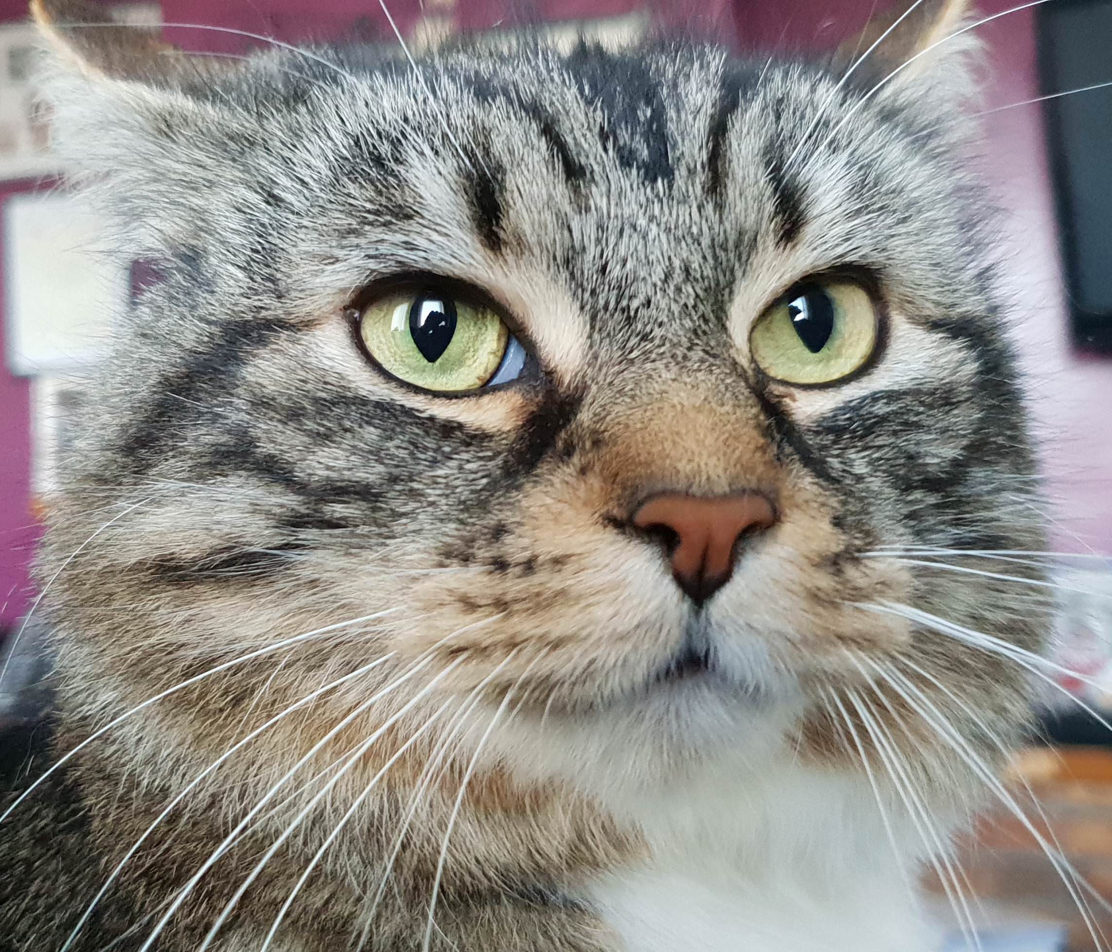 Fluffy Goofball