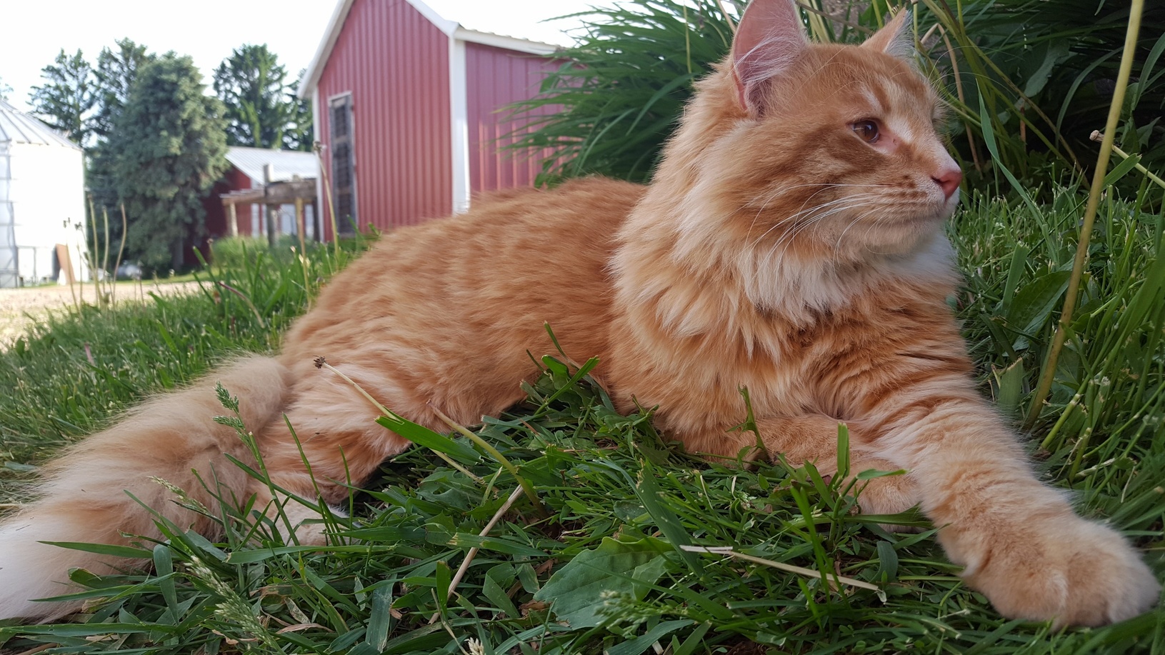 Fluffy Is King of His Own Jungle