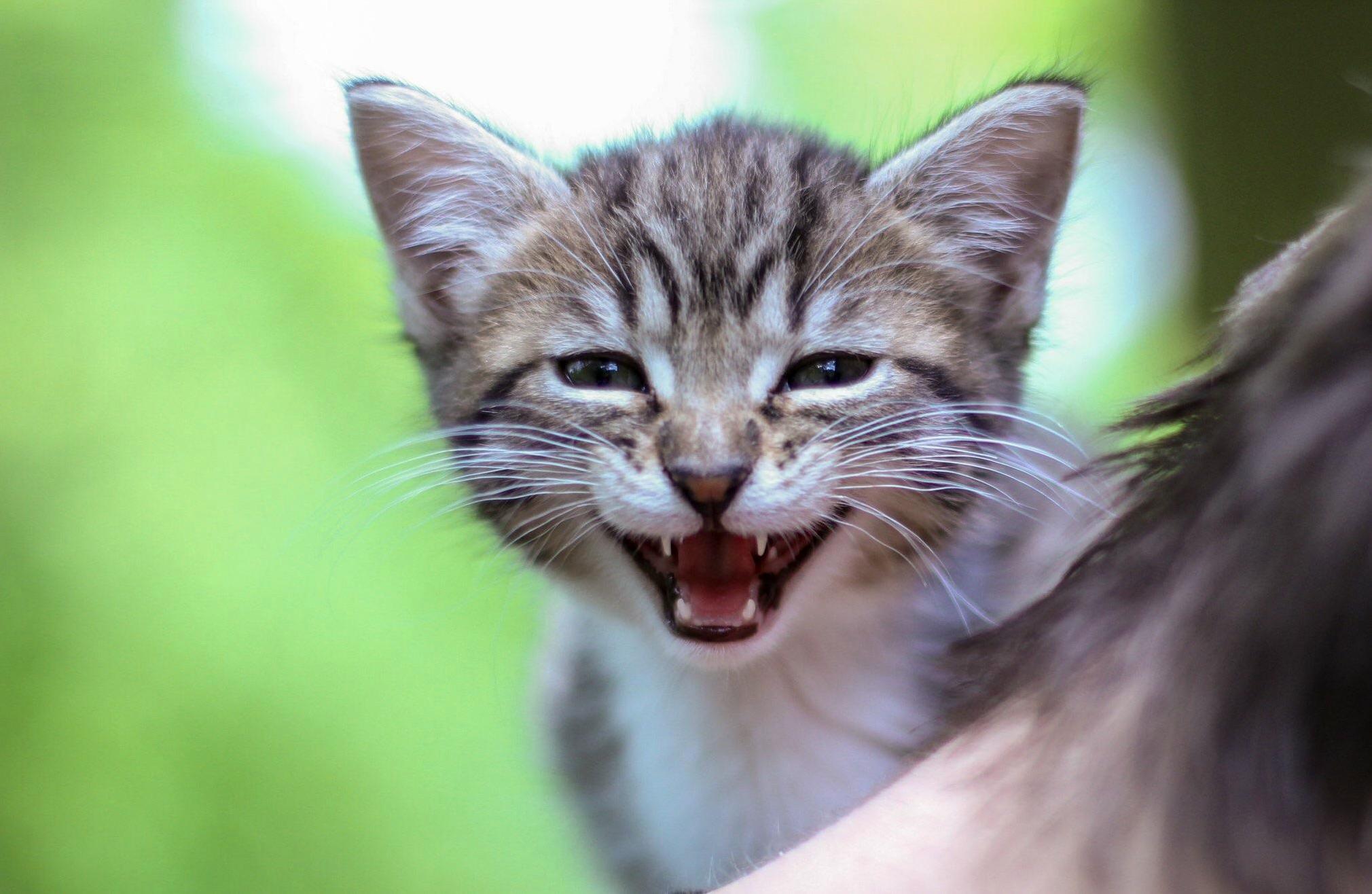 Foster Kitten Mid Meow