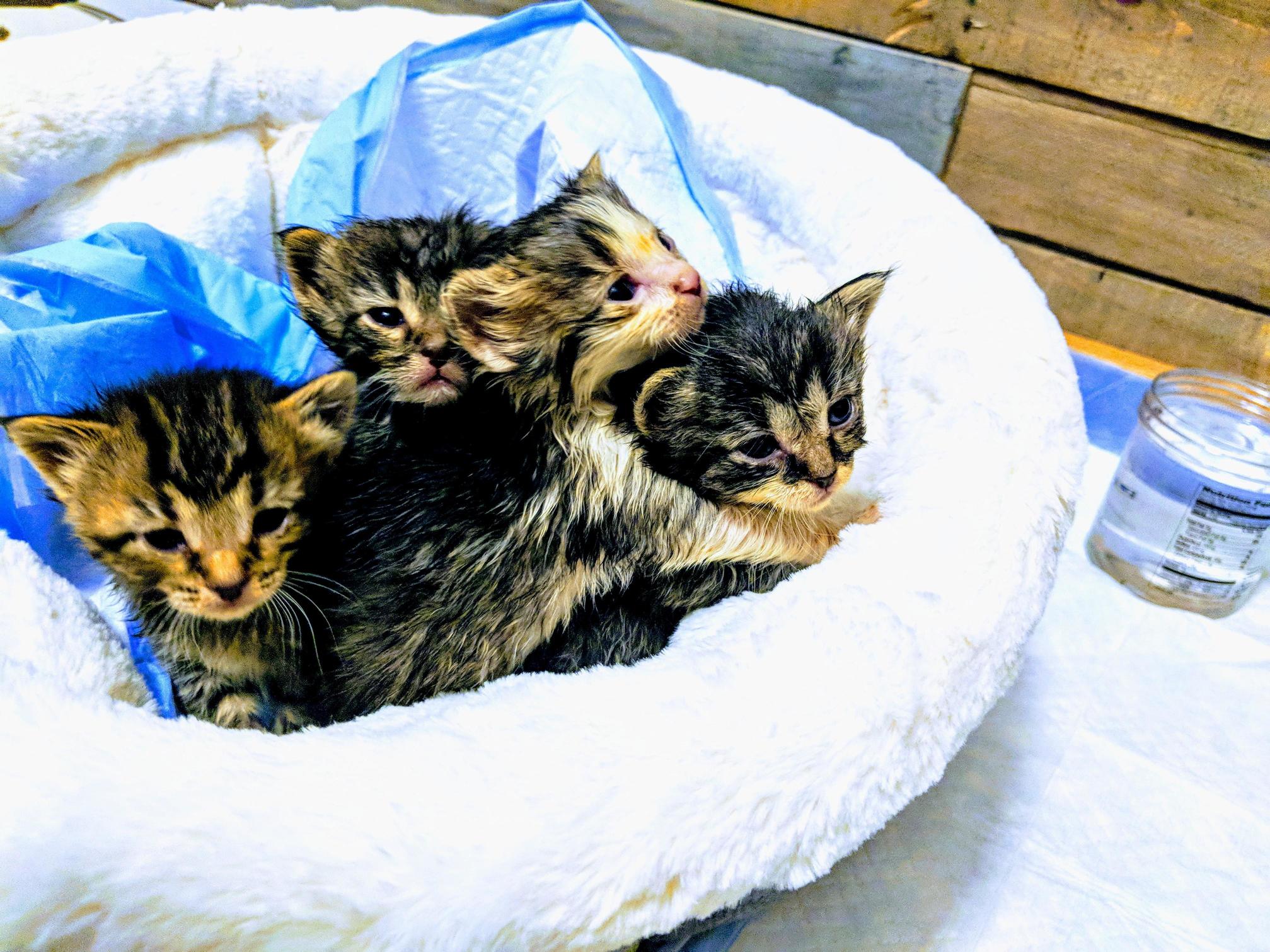 Foster Kittens Day 1