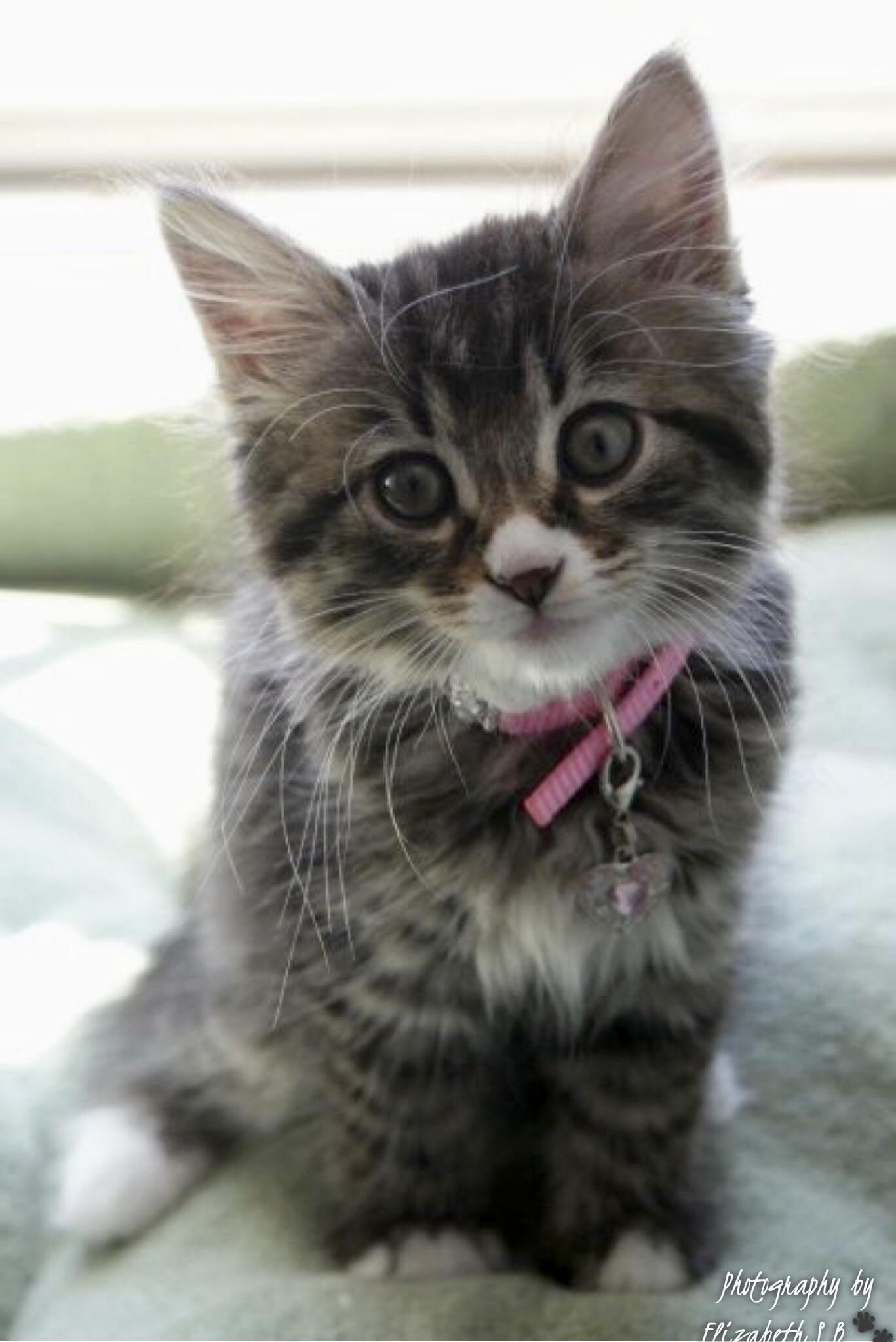 Found 1 of My Fav Pictures That I Took of My Cat When She Was a Kitten