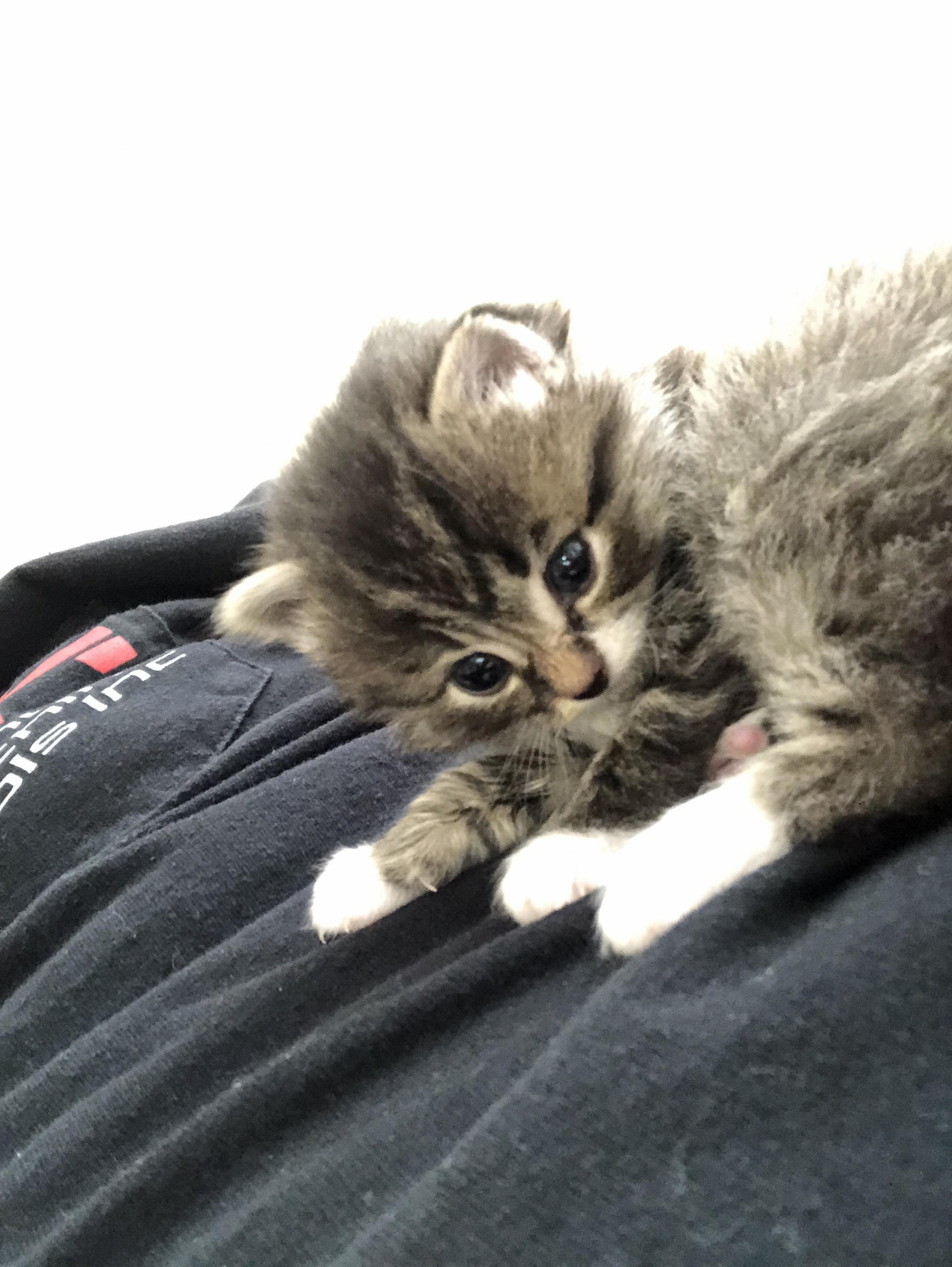 Found Her in the Woods Behind Girlfriends House 2 Days Ago