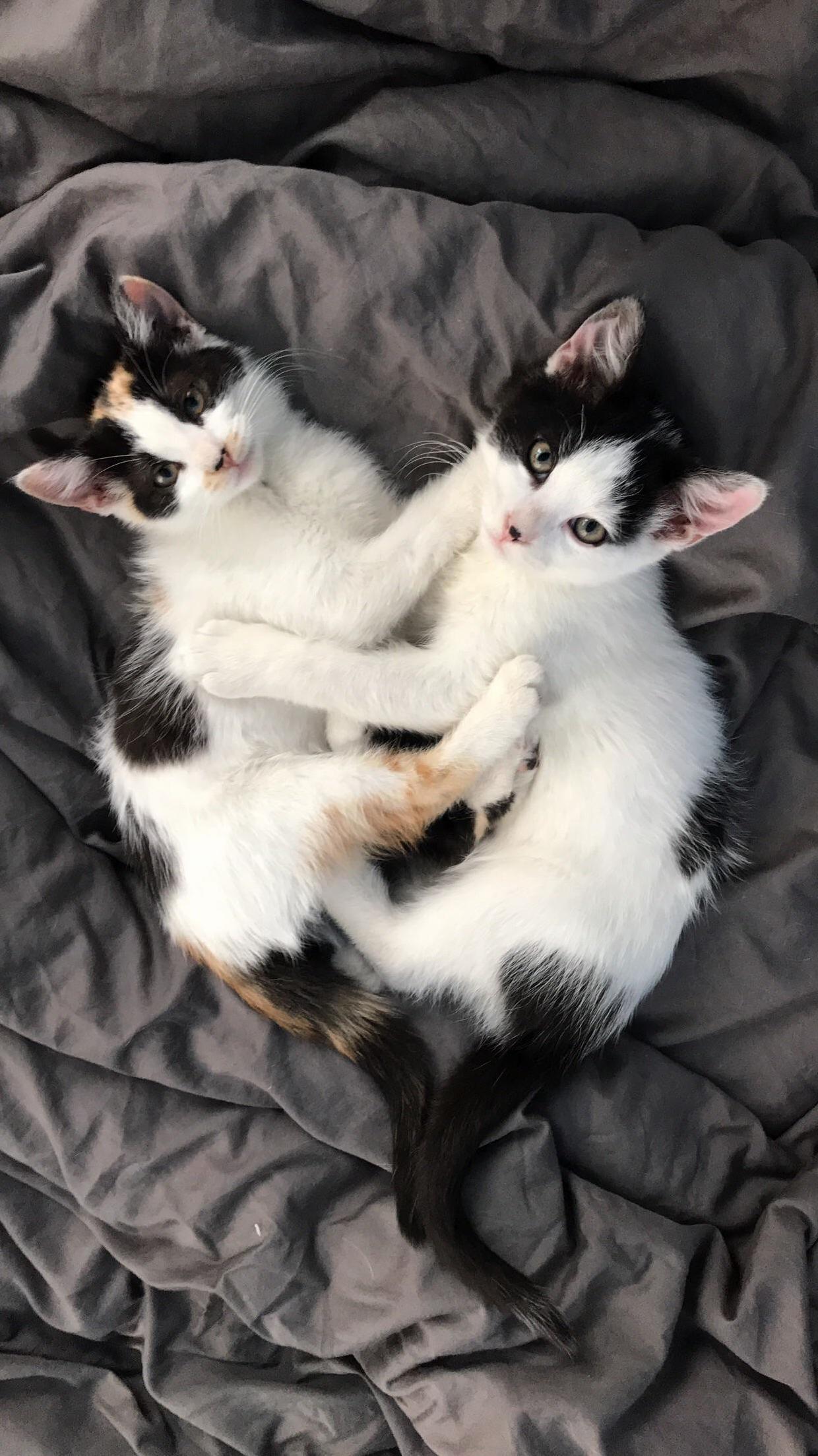 Found These Two Around the Same Time and Now Theyre Inseparable. Meet Yamyam and Potato!