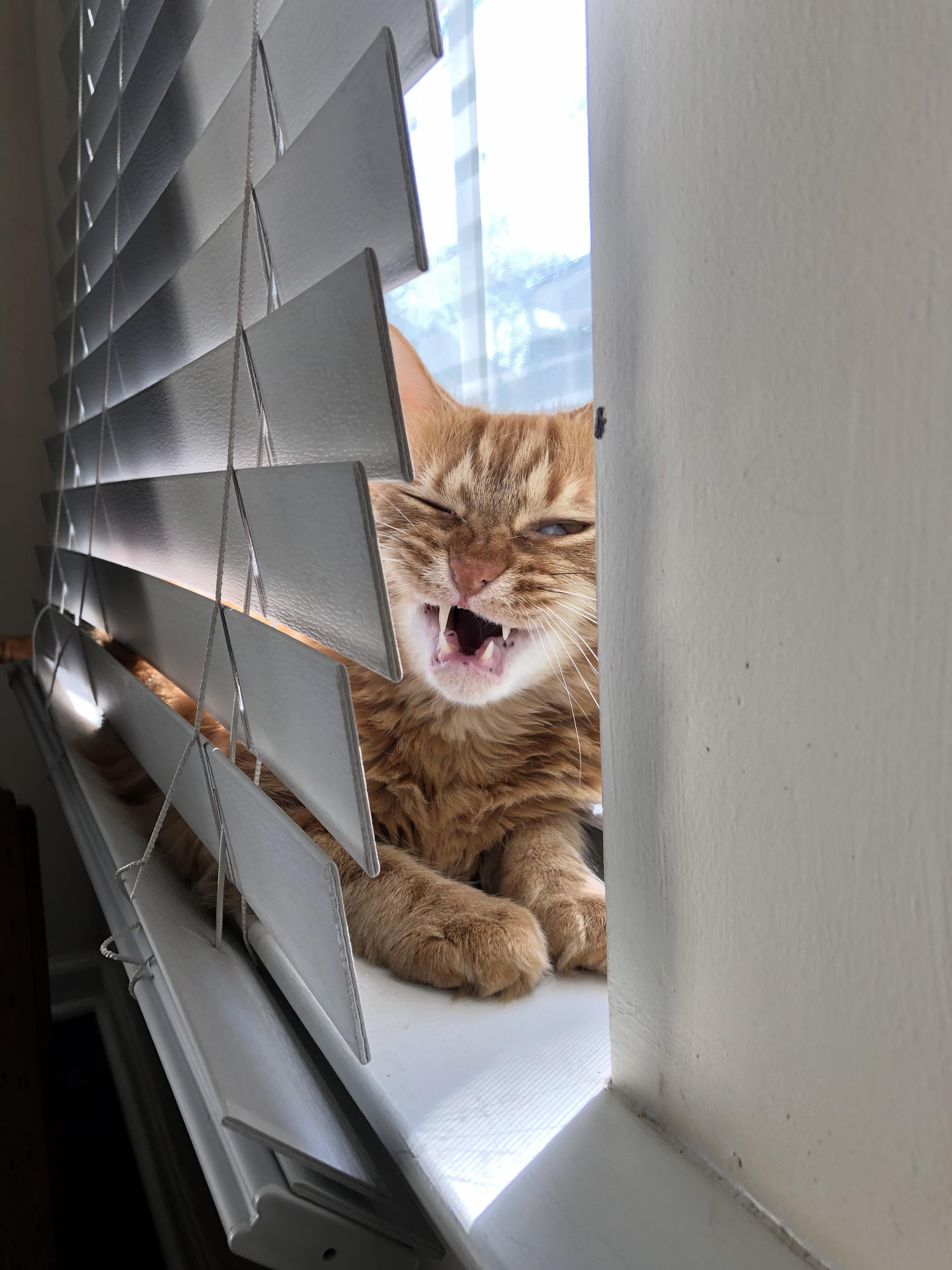 Found This Orange Guy Living Under My House When He Was Just a Few Weeks Old. Hes 4 Today. His Name Is Odoyle.