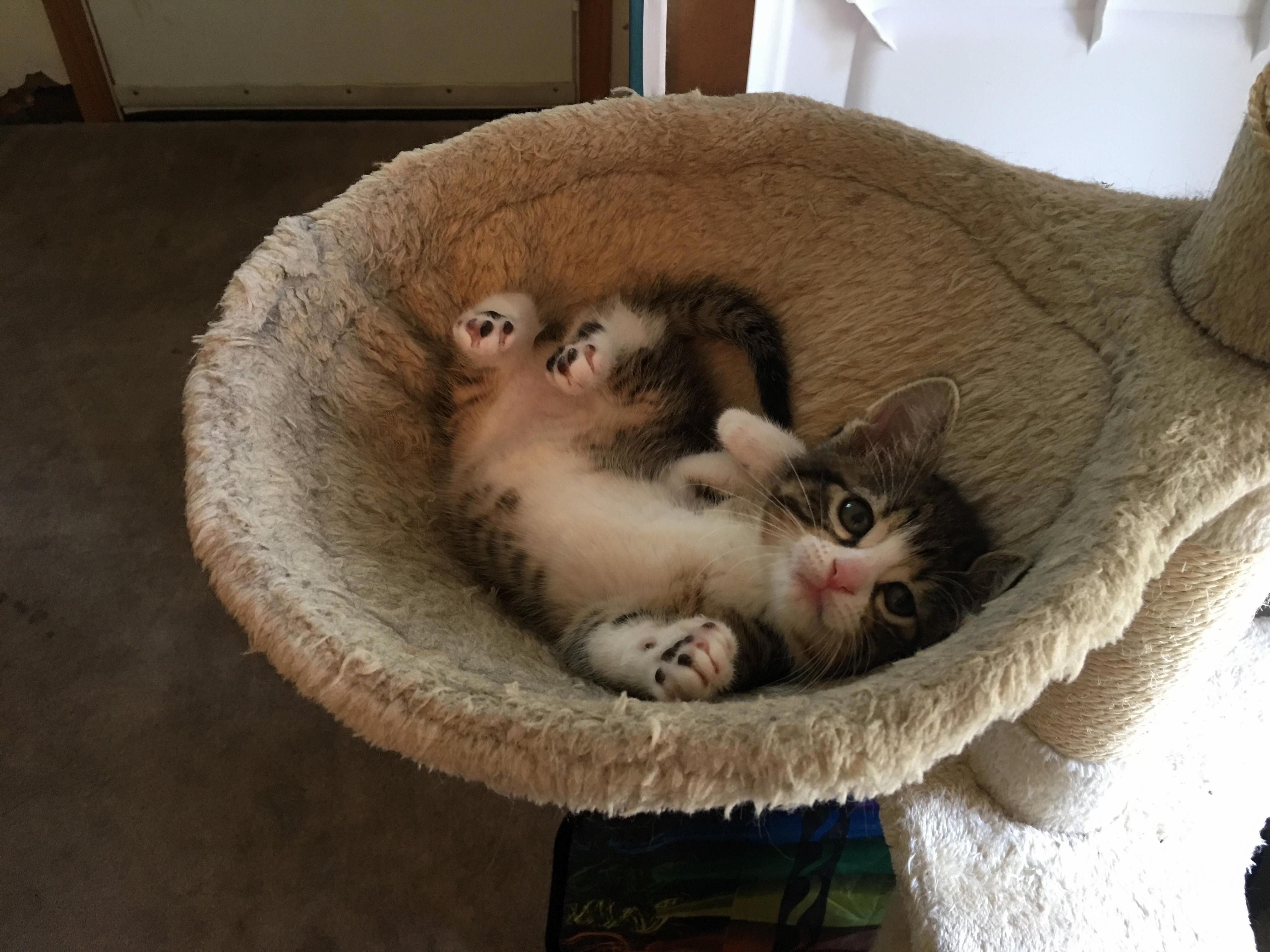 Fred Figured Out How to Climb Up the Cat Tree