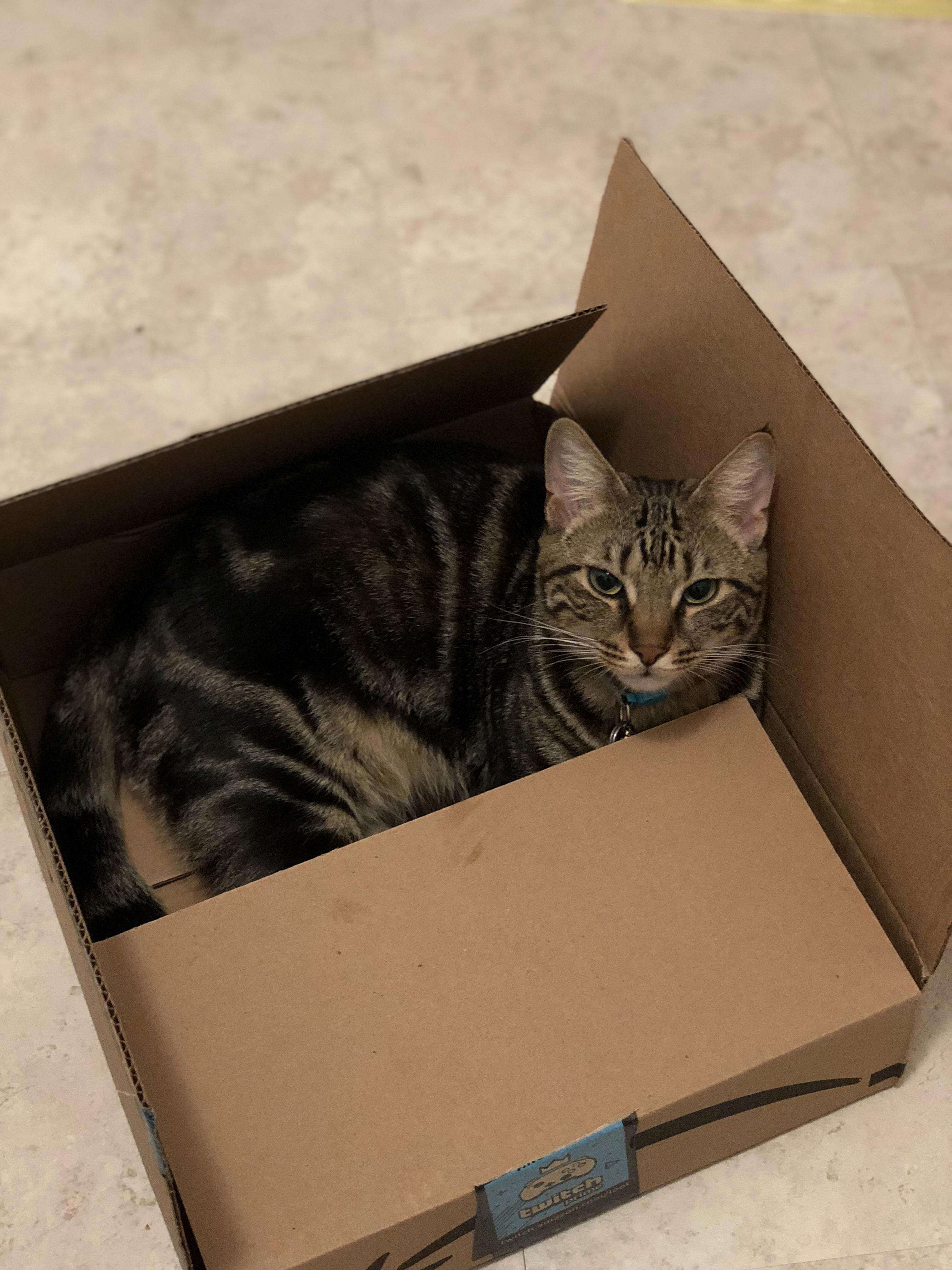 Free 2 Day Shipping