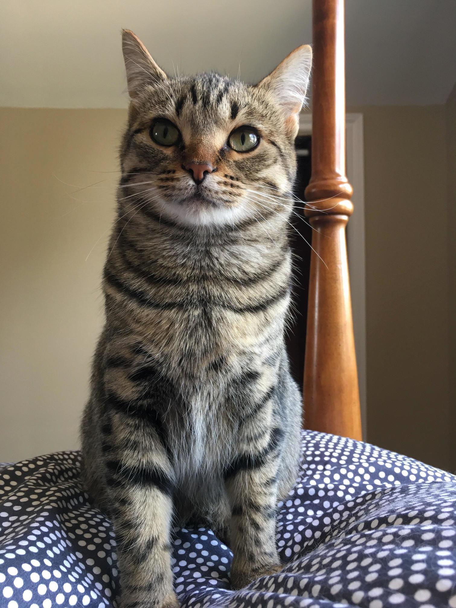 From a Tiny 12 Week, 1 Lb, Barely Surviving Kitten, to This!