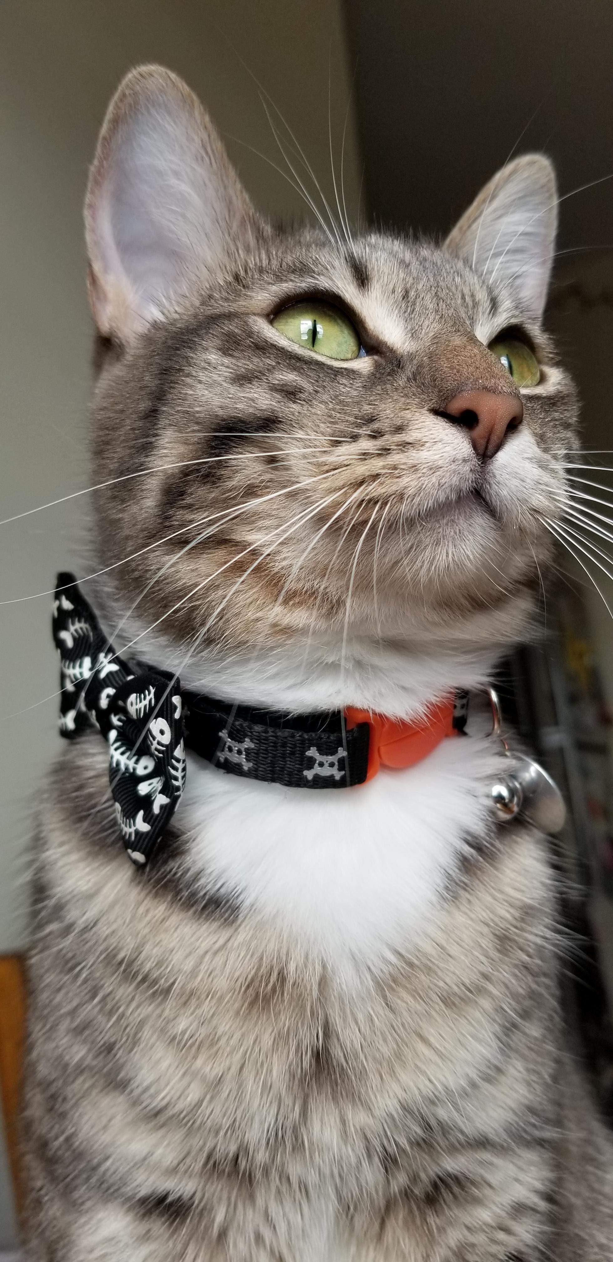 From Unthrifty Foster Kitten with Odds Against Her, to a Healthy, Thriving, Chirping, 1 Year Old. Happy Birthday Amazing Mazikeen!!!