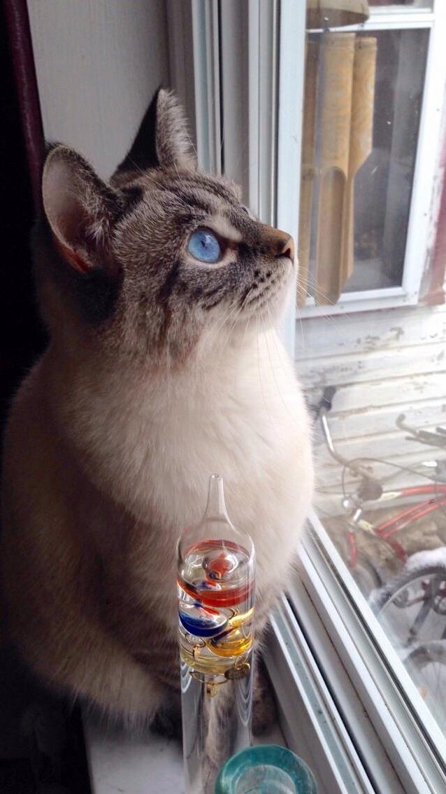 Gambit Loves Watching the Birds