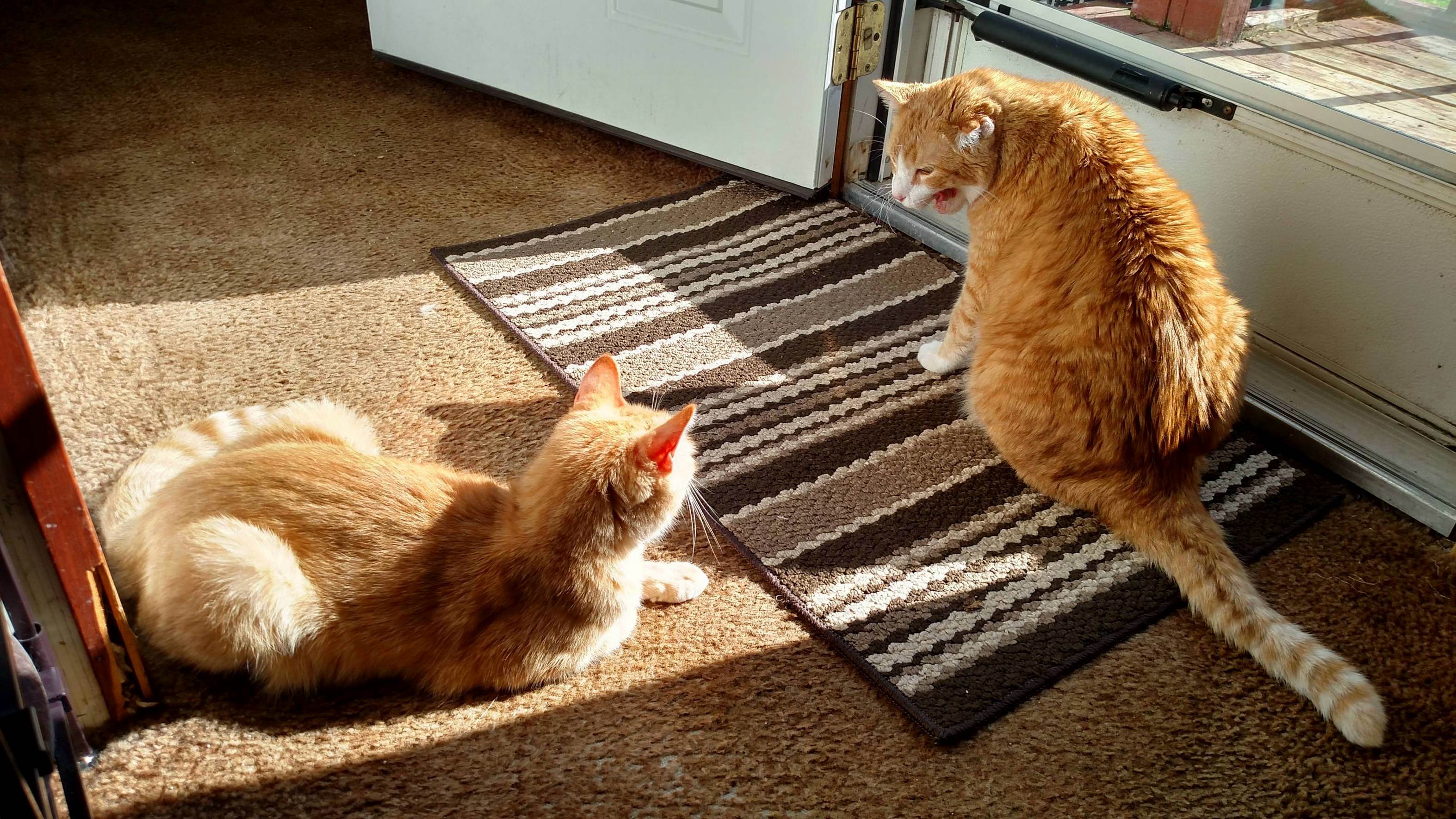 Get a Load of This Derp. They Bicker Over Who Gets the Sunbeam.