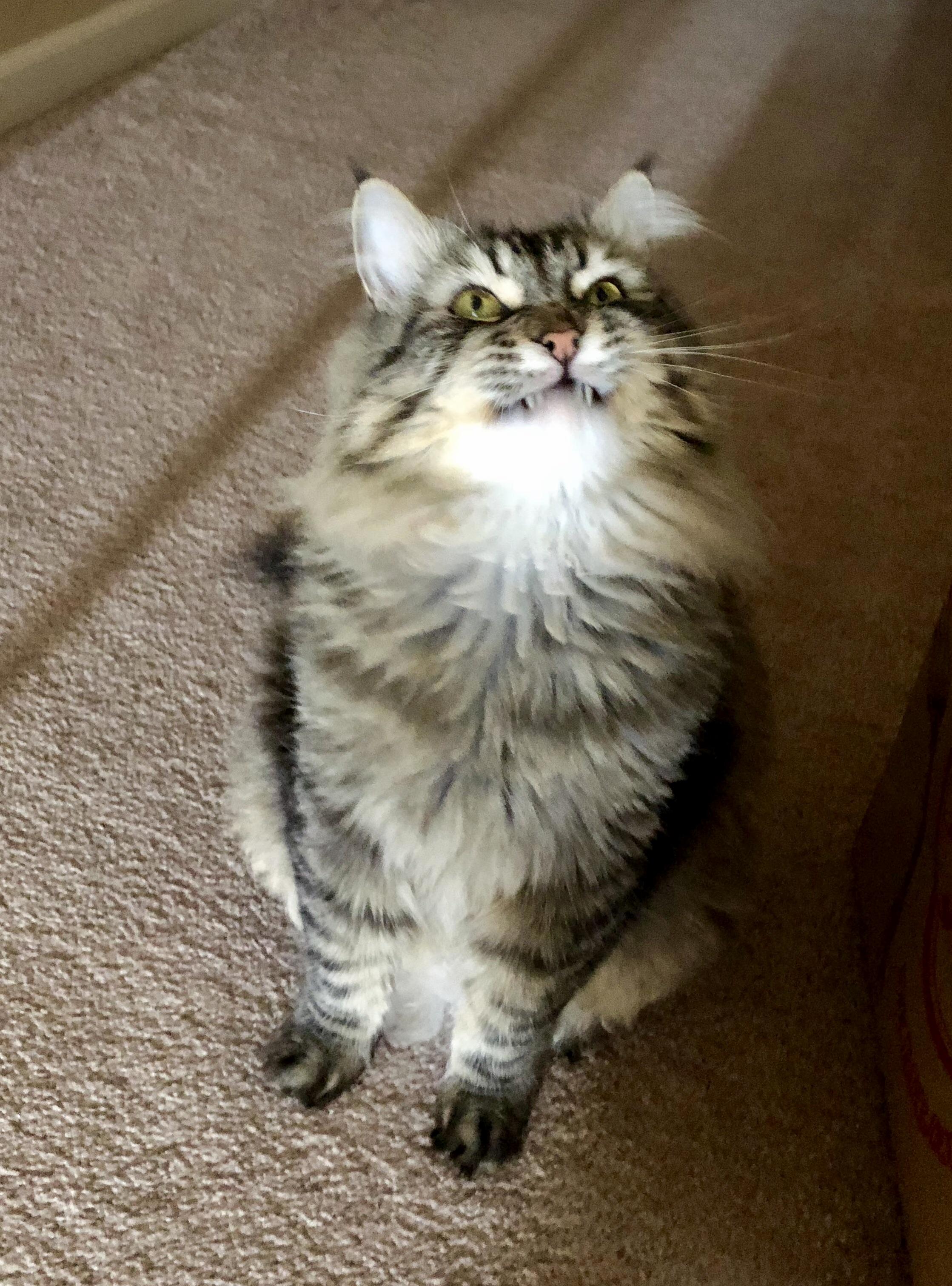 Give Me My Kibbles Hooman!