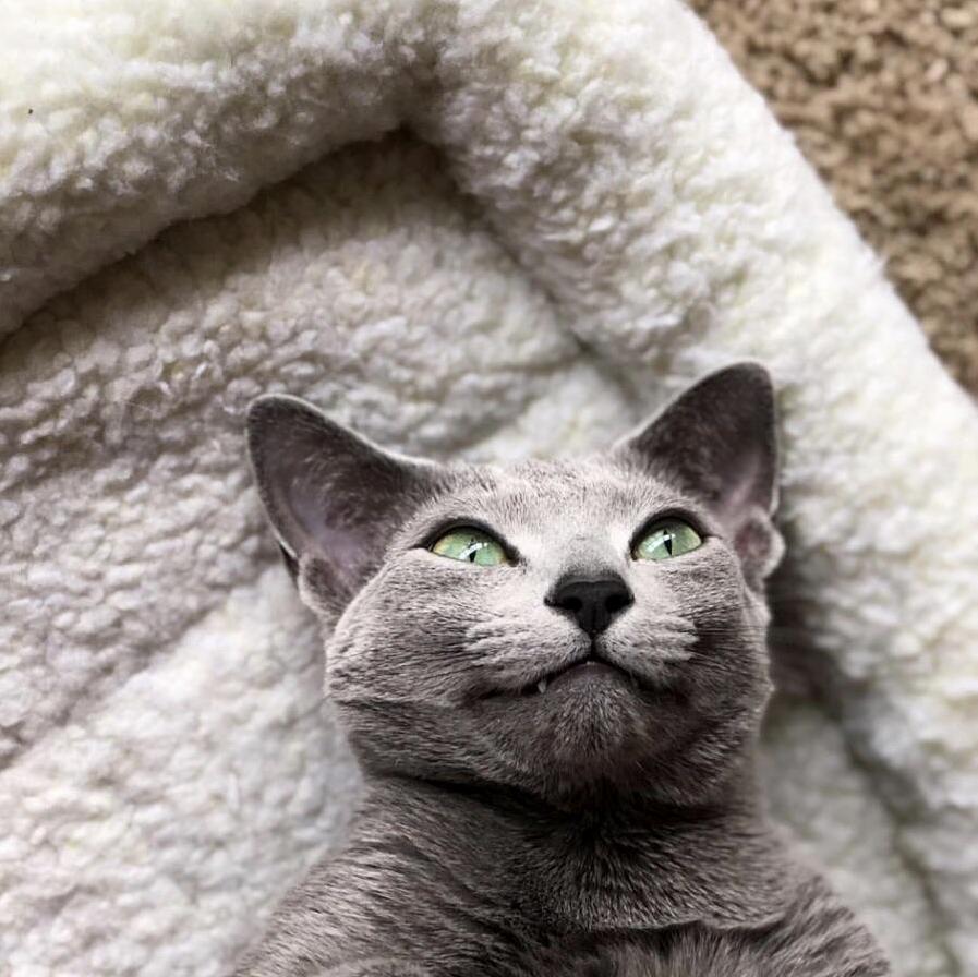 Good Day to Stay in Bed
