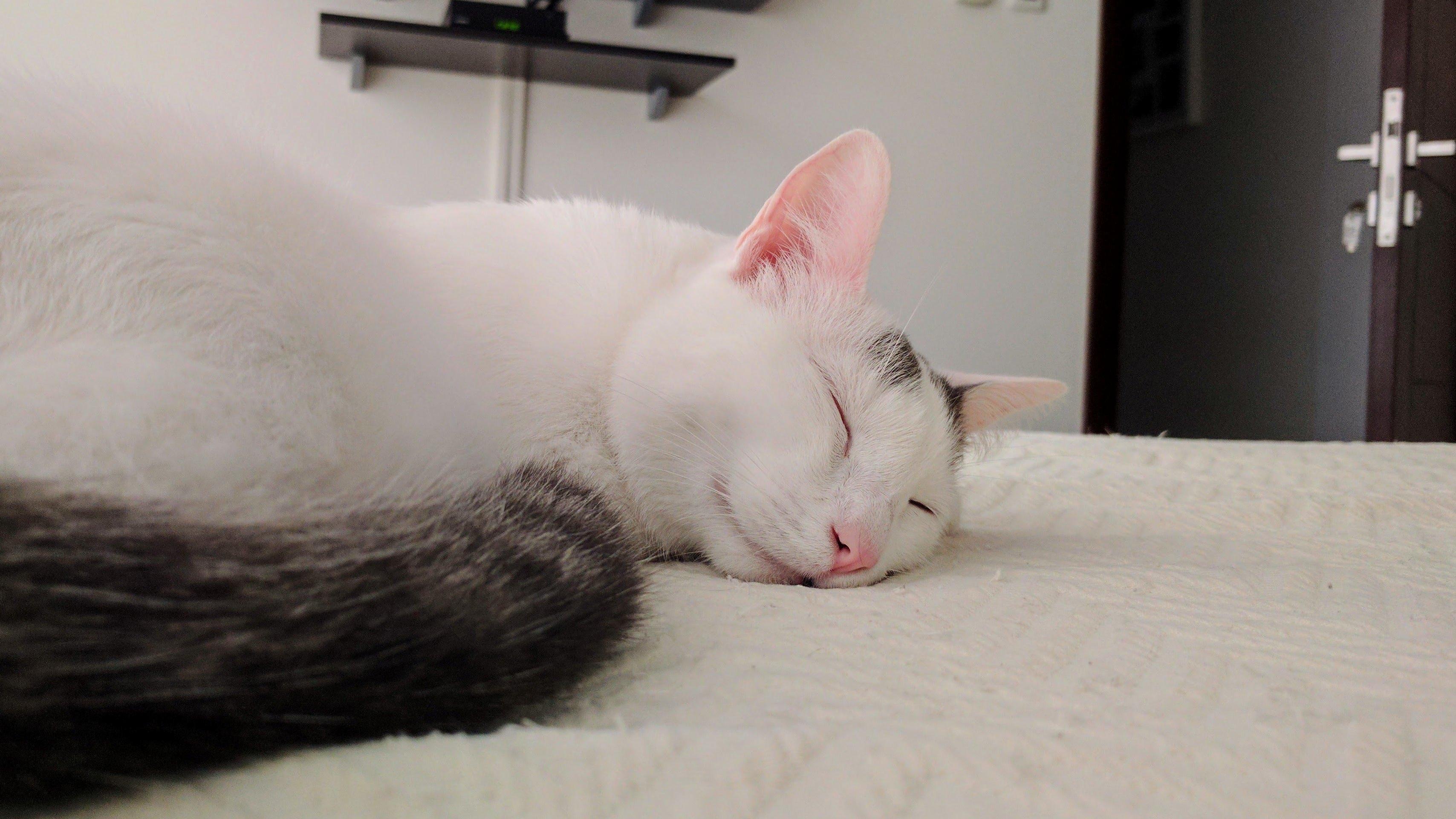 Goodbye Pepi, You Fat Cuddly Cat.