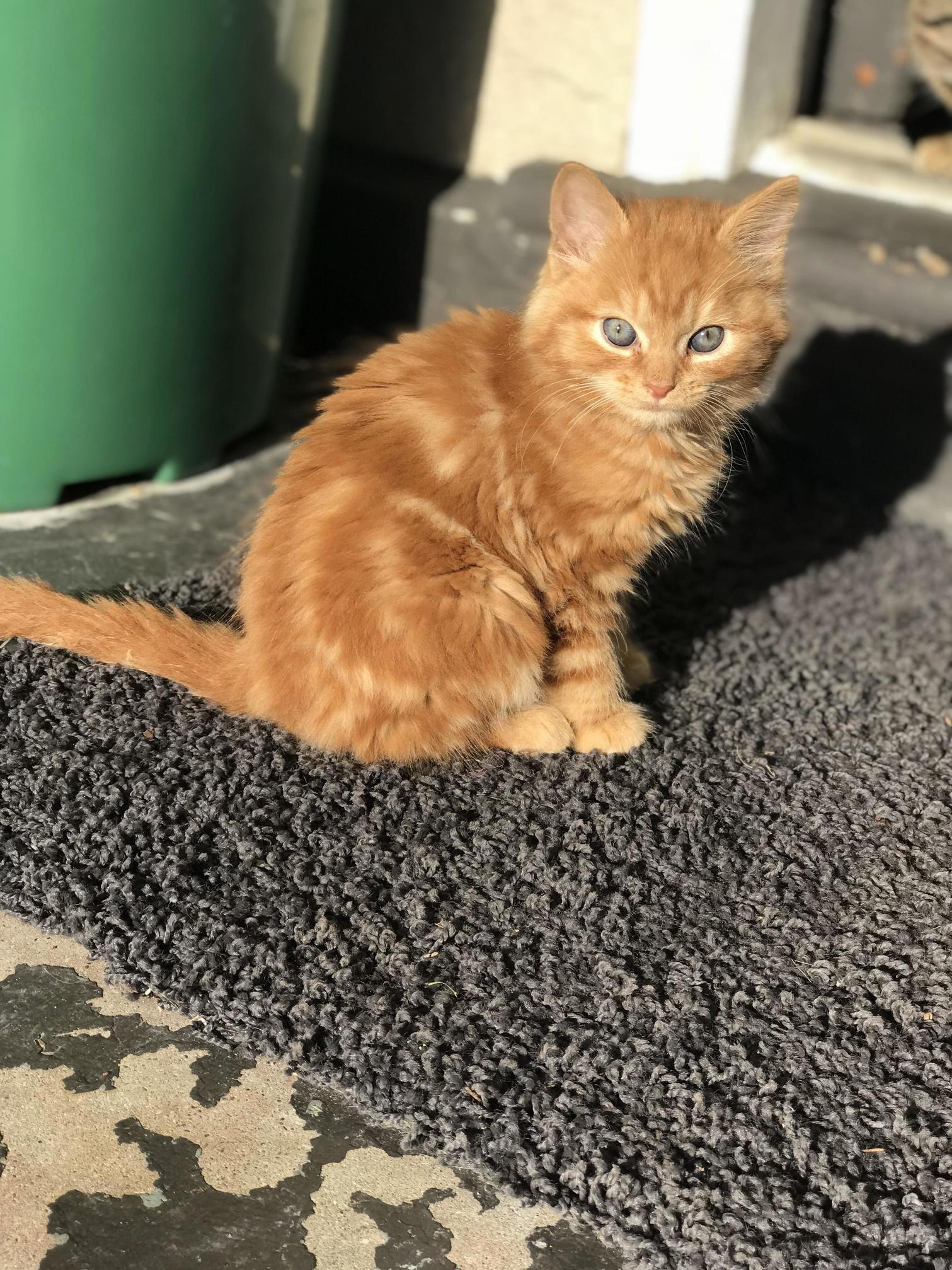 Gorgeous Wee Foster Kitty Harry Enjoying the Sun