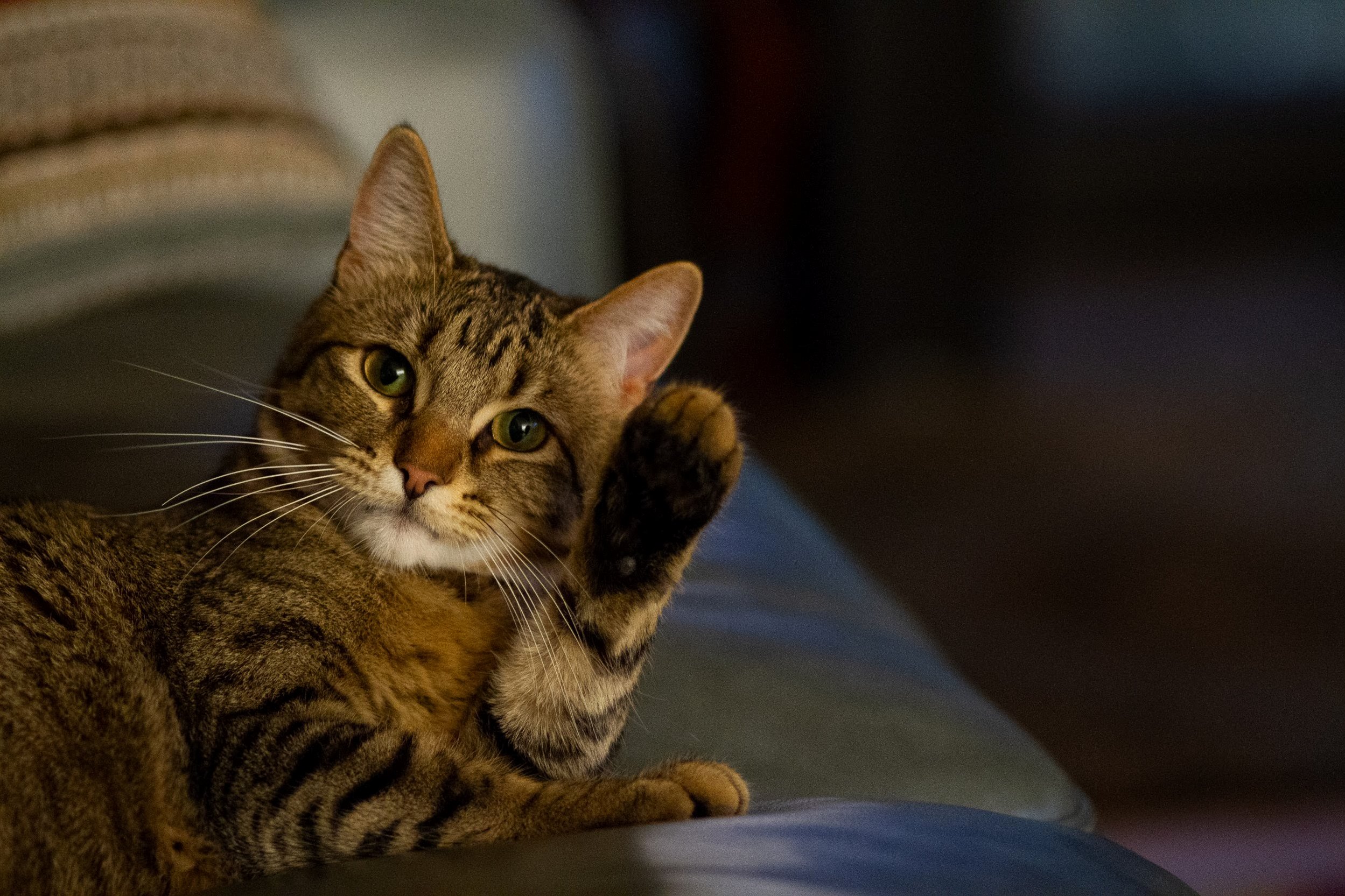 Greetings from Apollo!