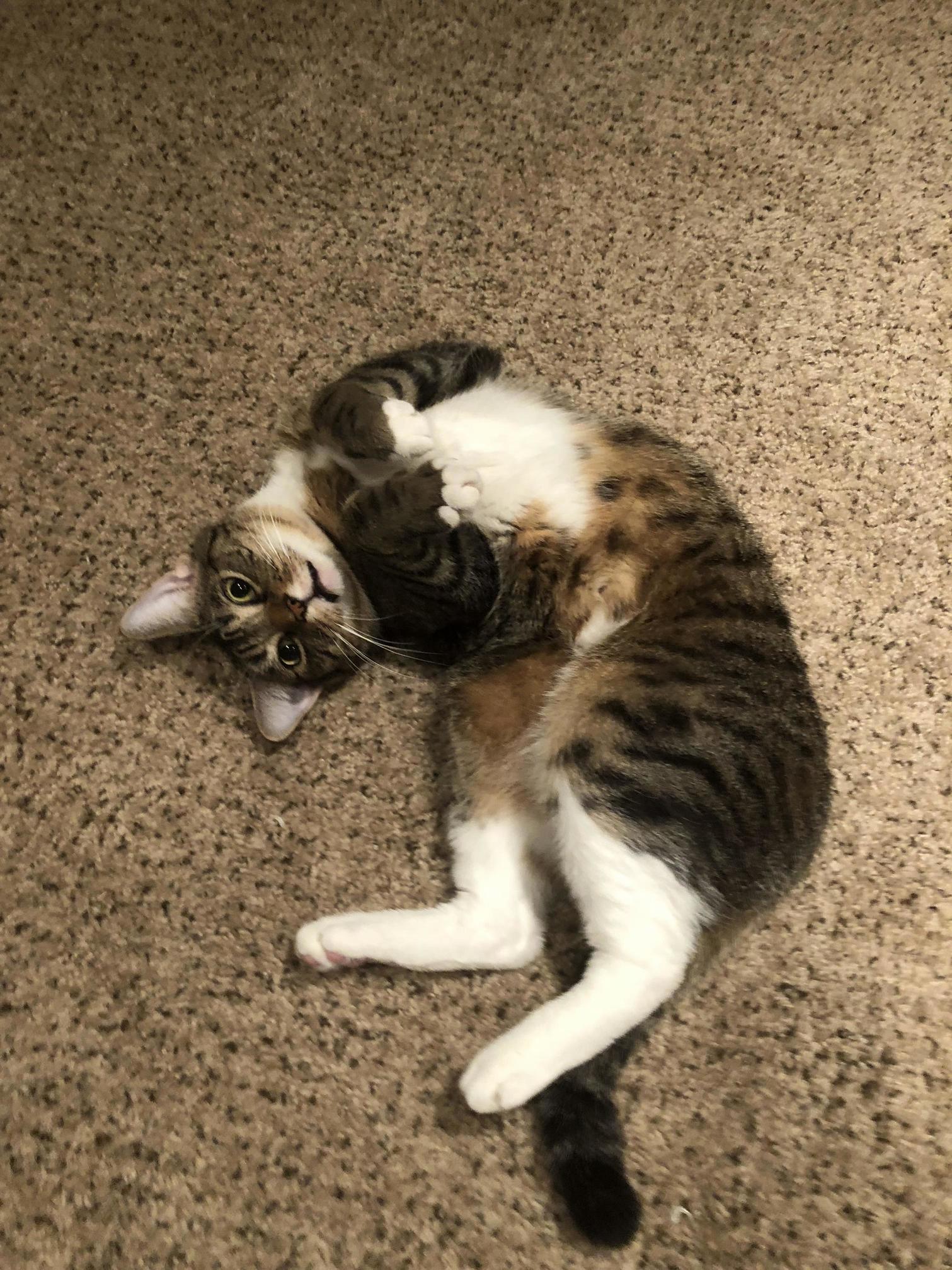 Gremlin After He Does Something Naughty