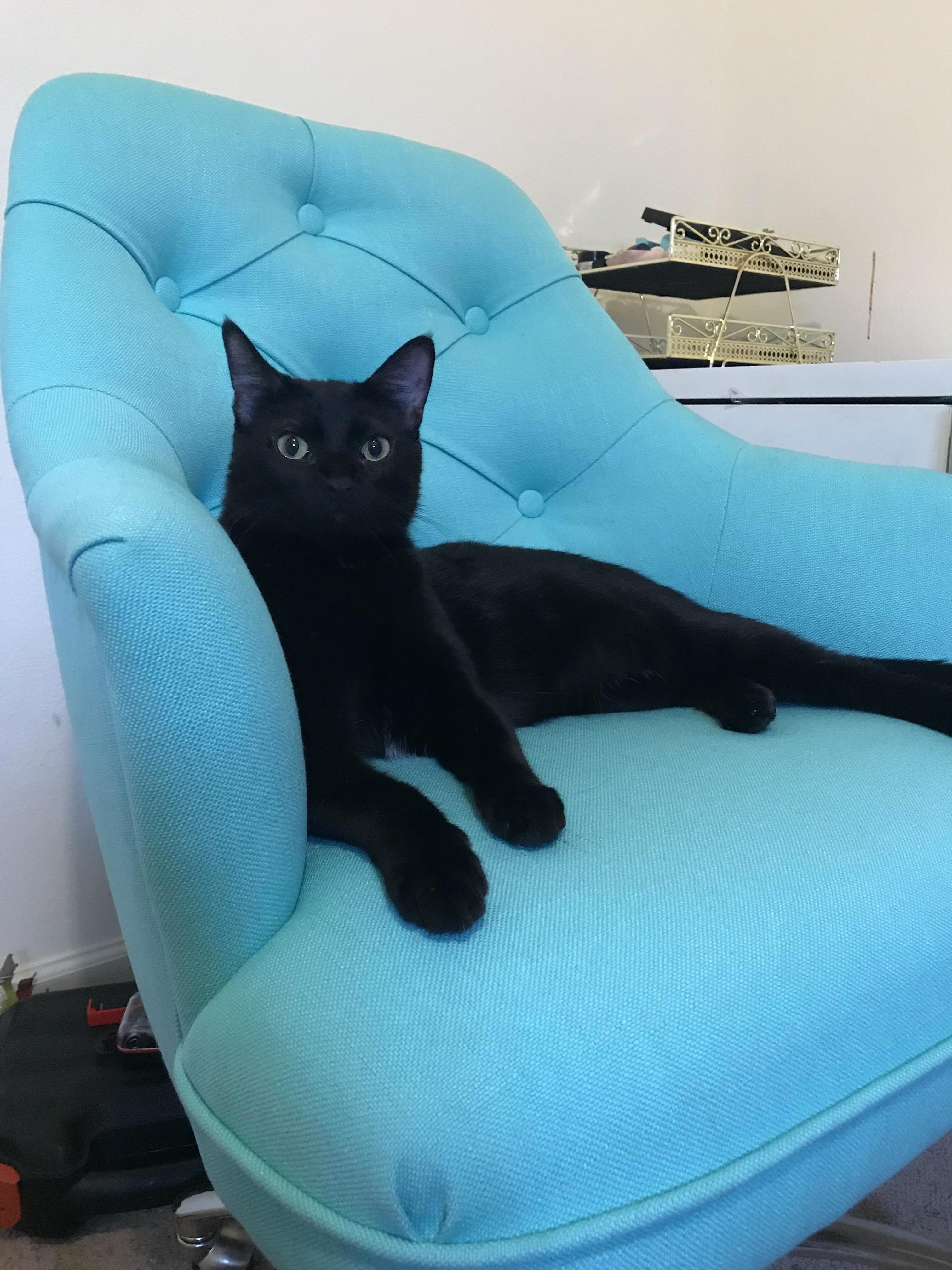 Had to Be First in Moms New Chair. Mufasa Is King of All He Surveys.