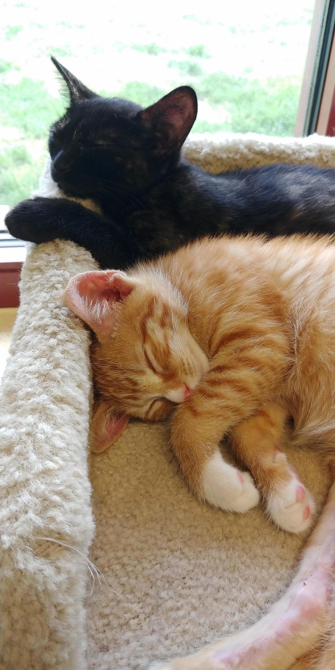 Happy Kitten Season.