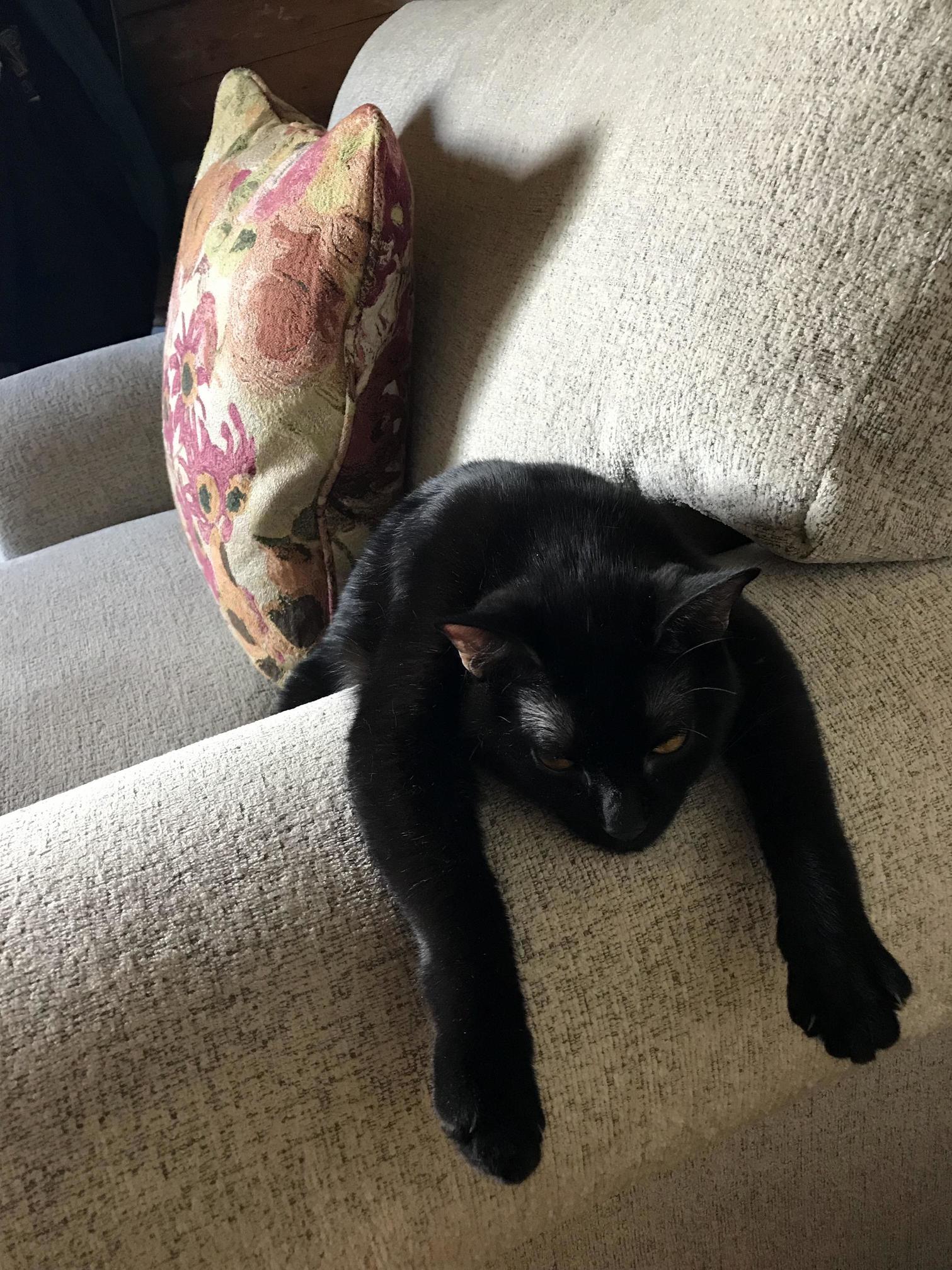Hard Life Being a Cat.