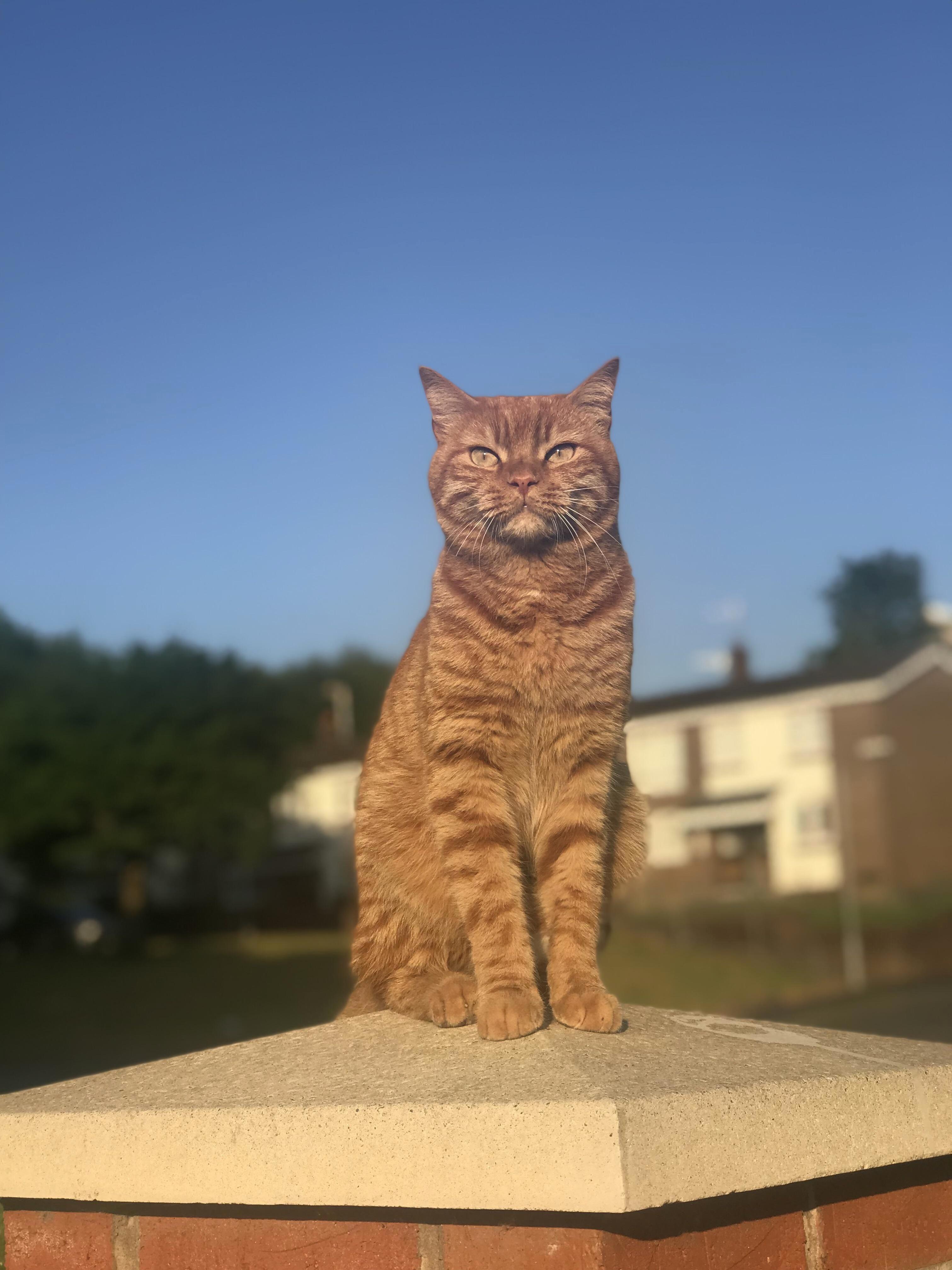 Harry Out Enjoying the Sun
