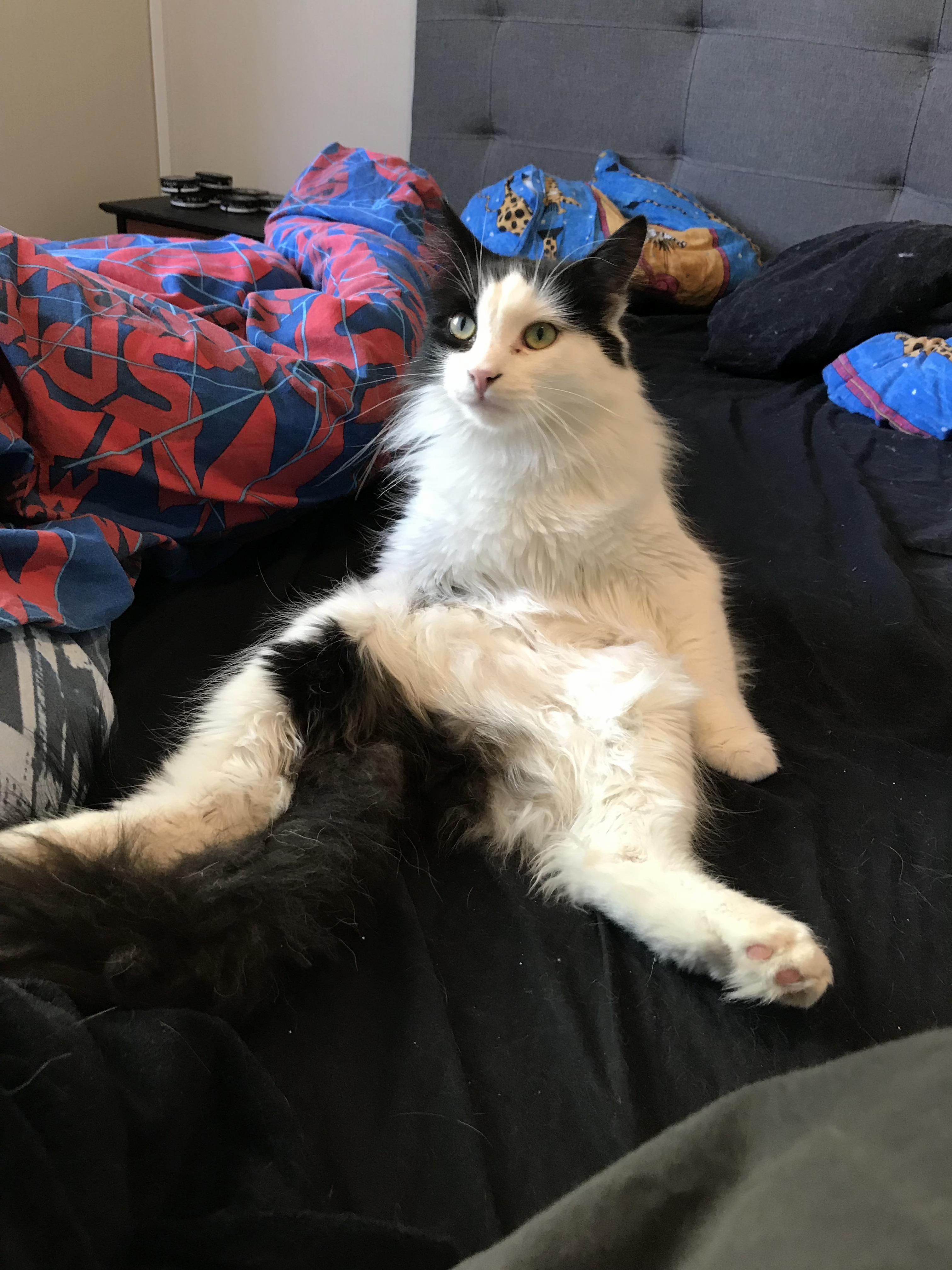 He Is in Awe of the New Cat Tree I Made Him