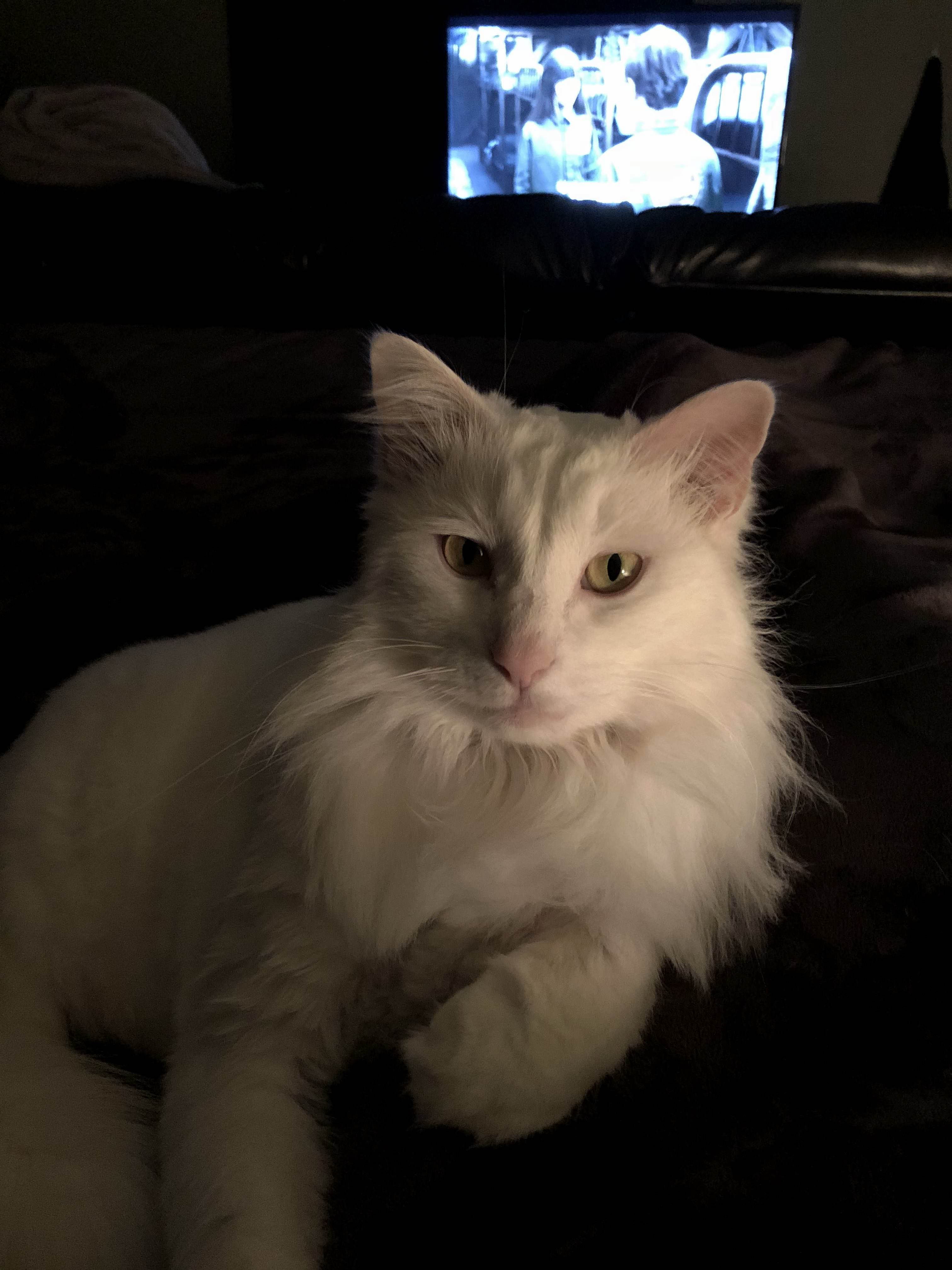 He Is So Majestic