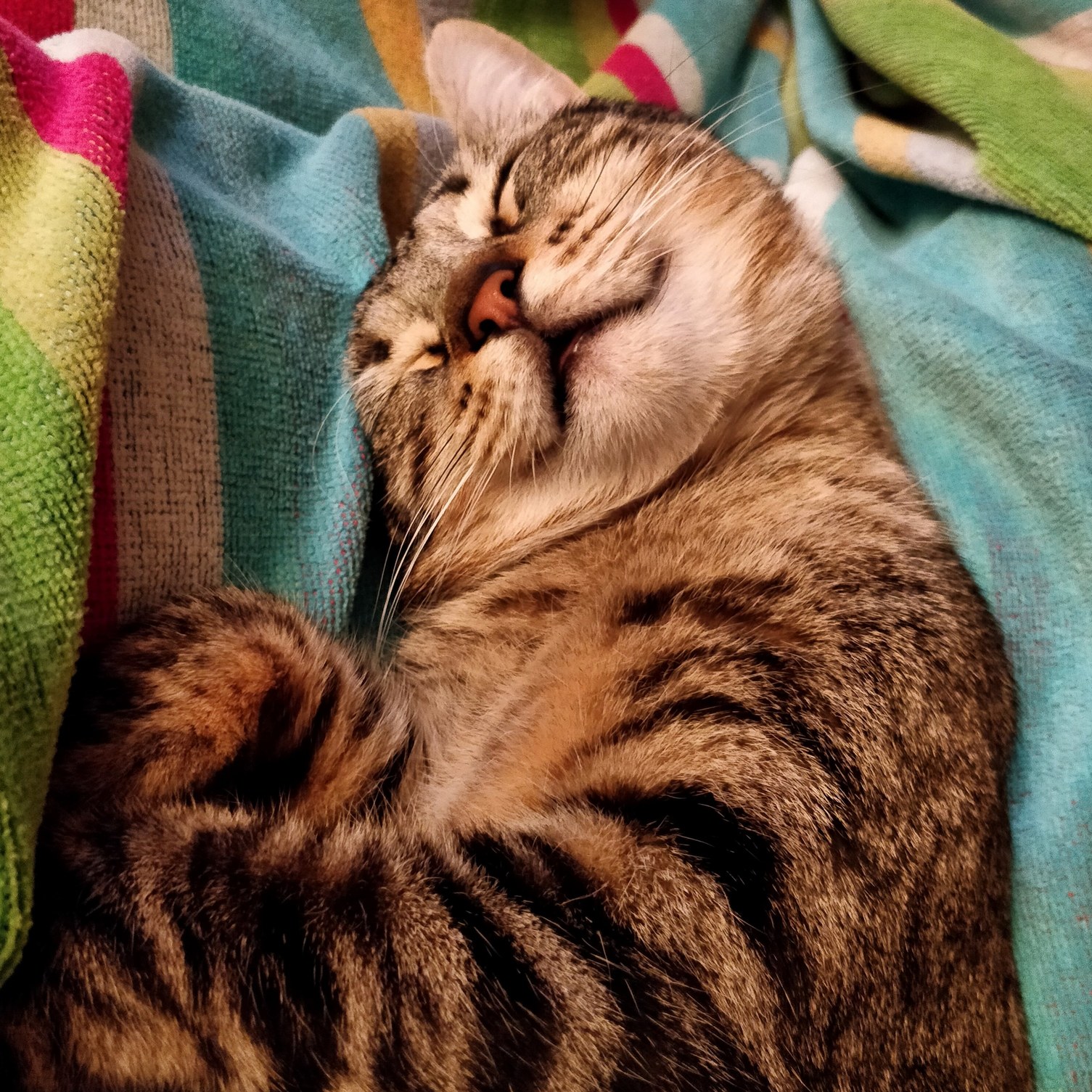 He Is Such a Happy Cat. He Even Smiles While He Is Asleep.