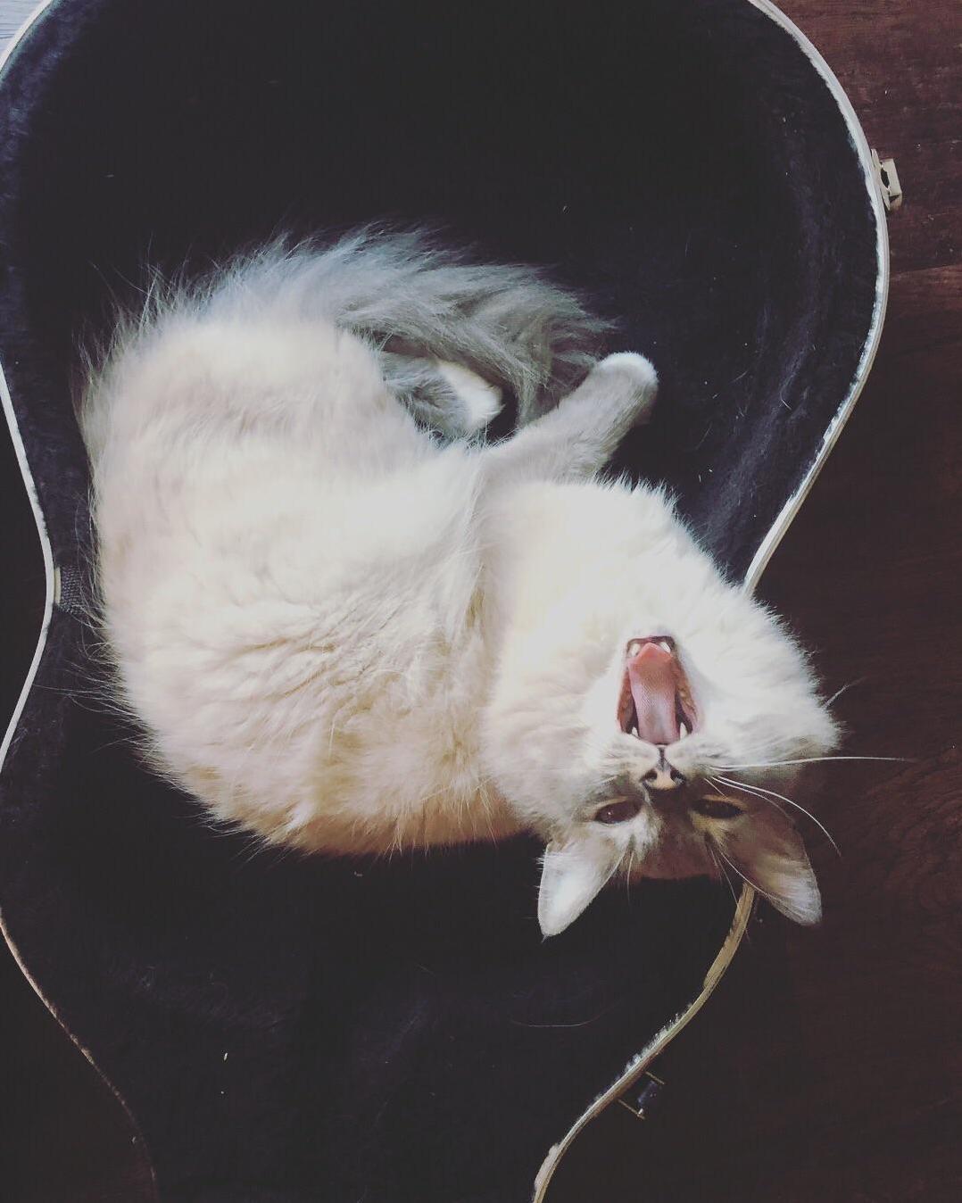He Knows Were Going on Vacation...that Is Not a Cat Yawn. Thats a Dont Do This to Me Again