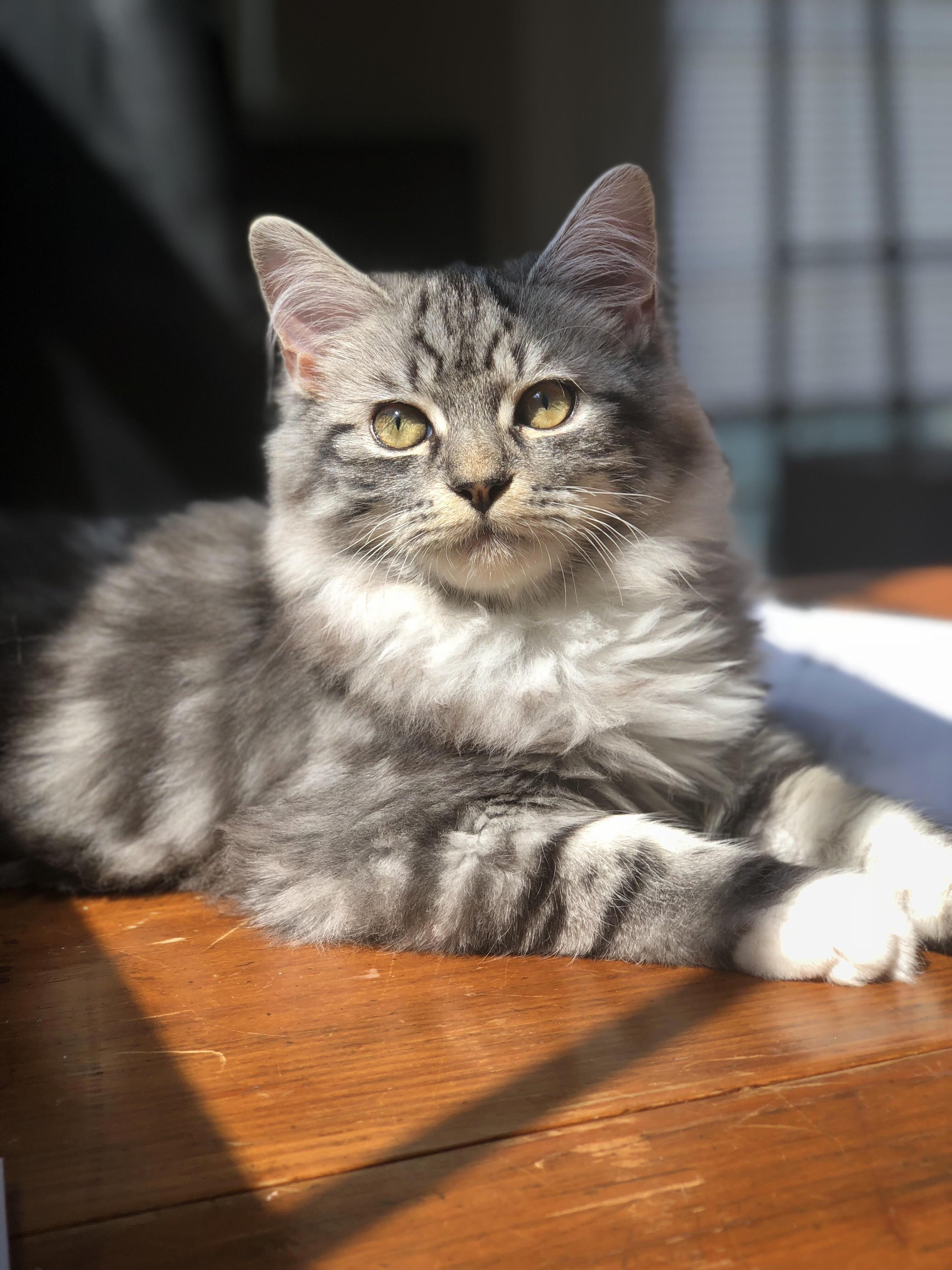 He Looks Majestic but Hes Not Really.