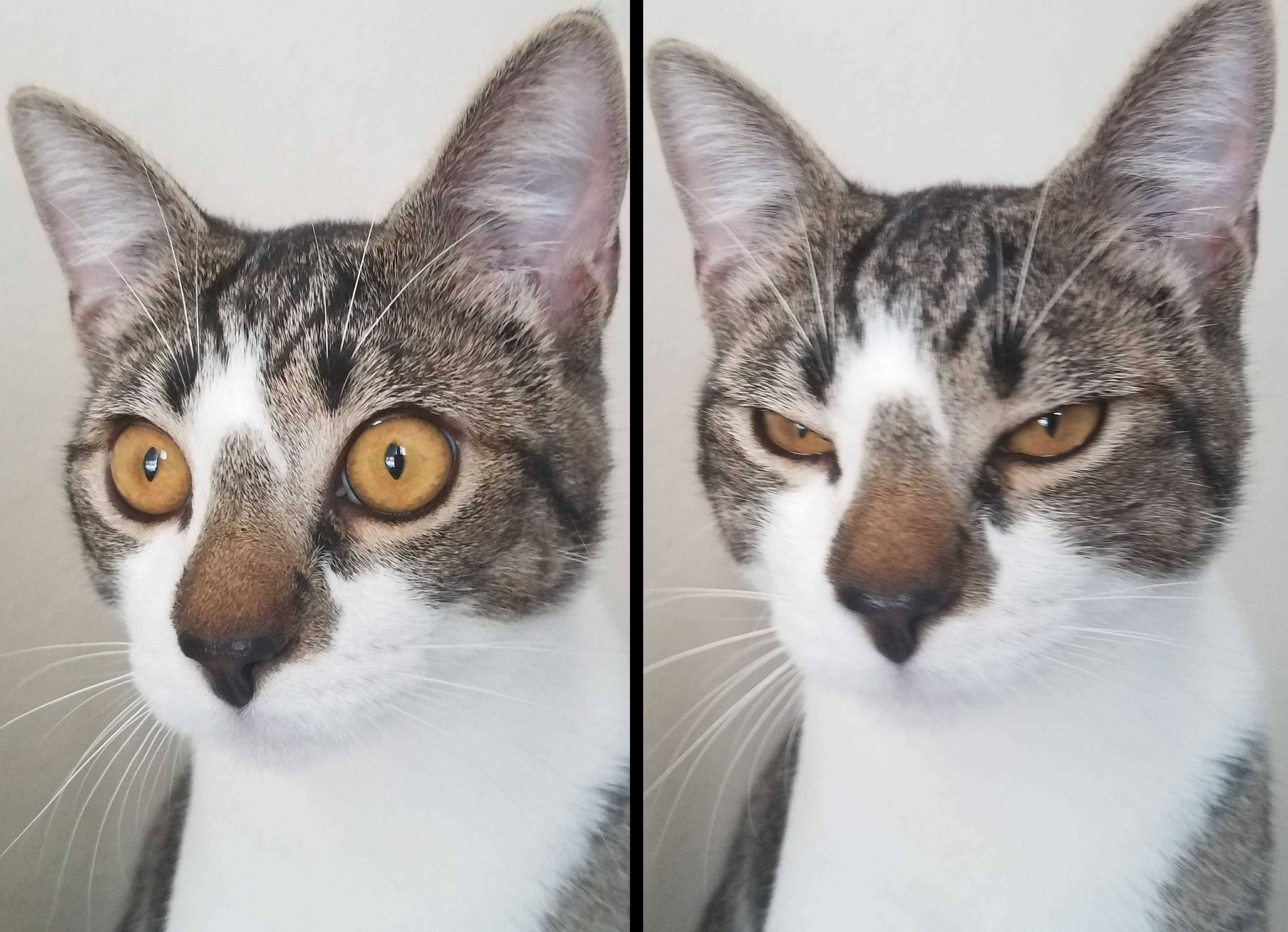 He Seems Annoyed by the Head Shots