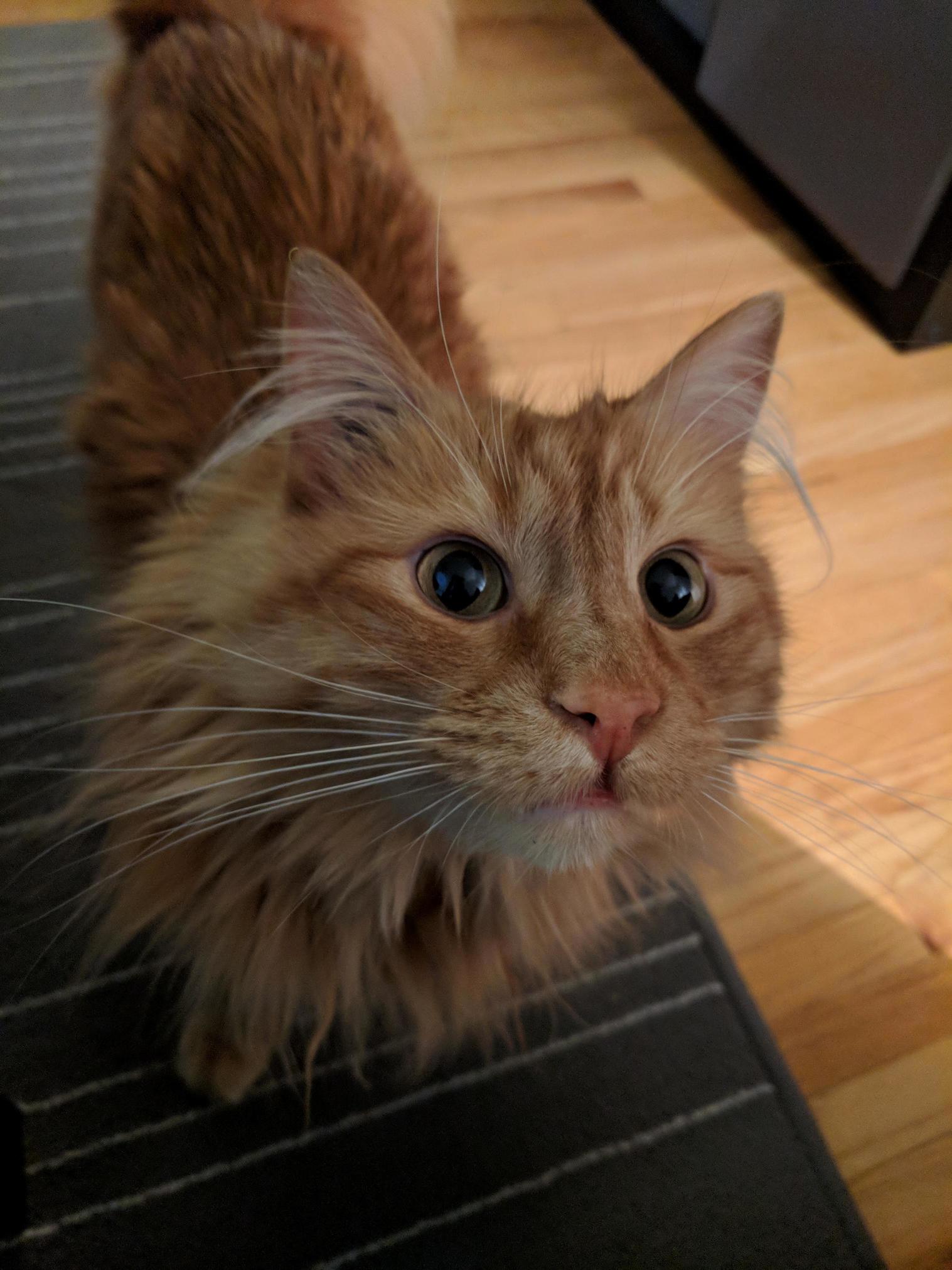 He Thought the Gummies Inwas Opening Were Treats...