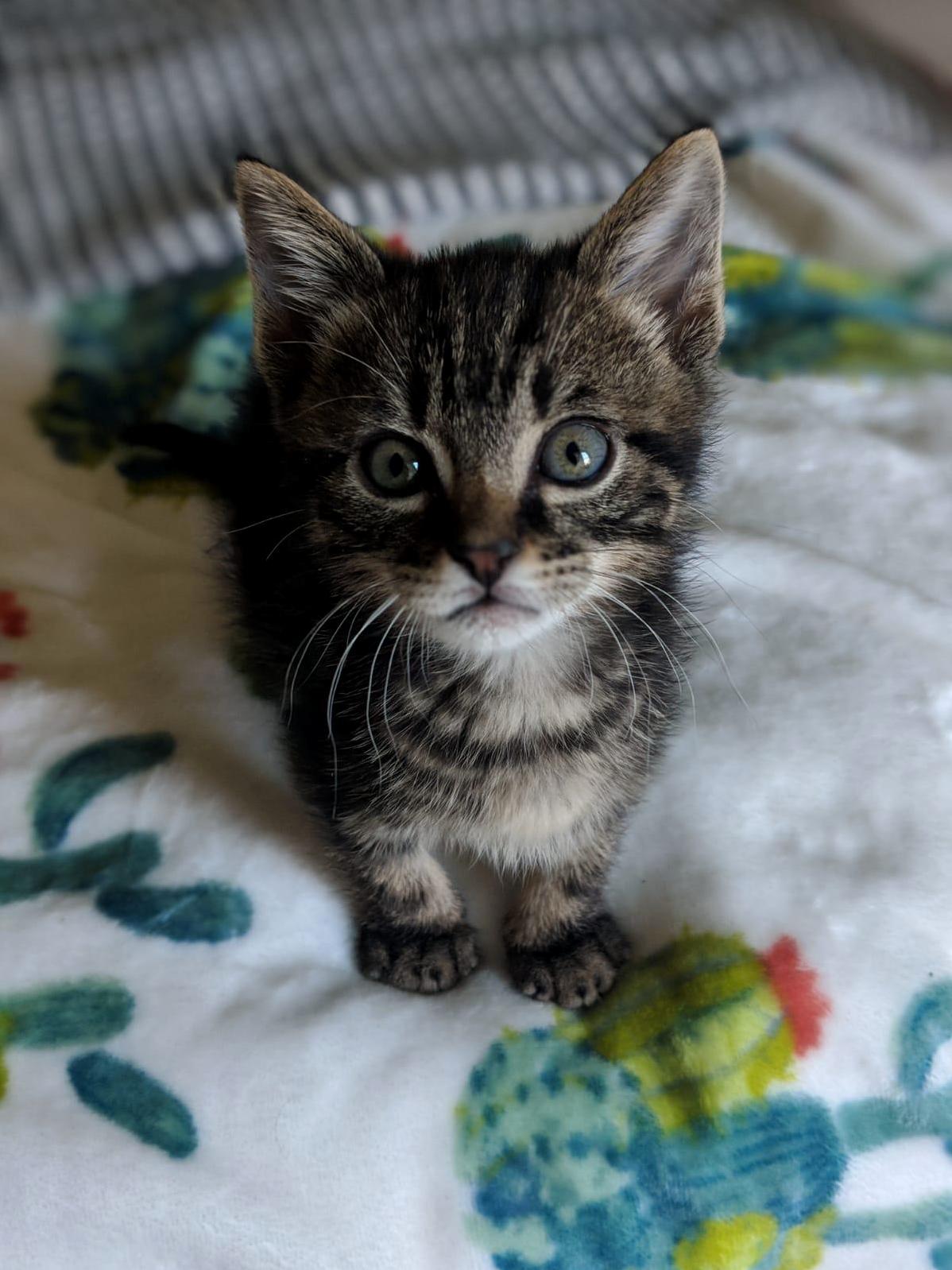 He Was Abandoned by His Mom, but Luckily I Get to Be His Catmom Now. Meet Richard