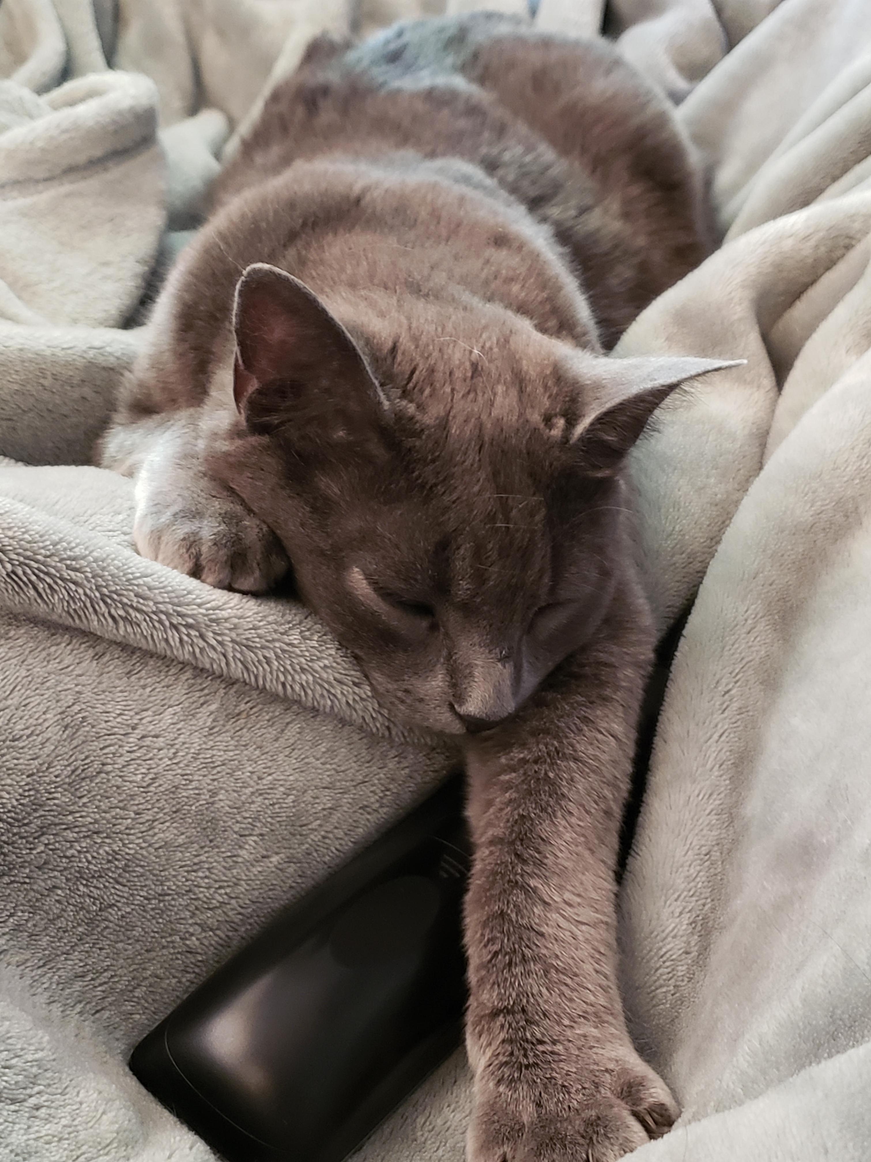 He Will Lay on Me All Day, but If I Try to Touch Him I Get a Dirty Look and He Gets Up... Little Meanie Teasing Me Like That!