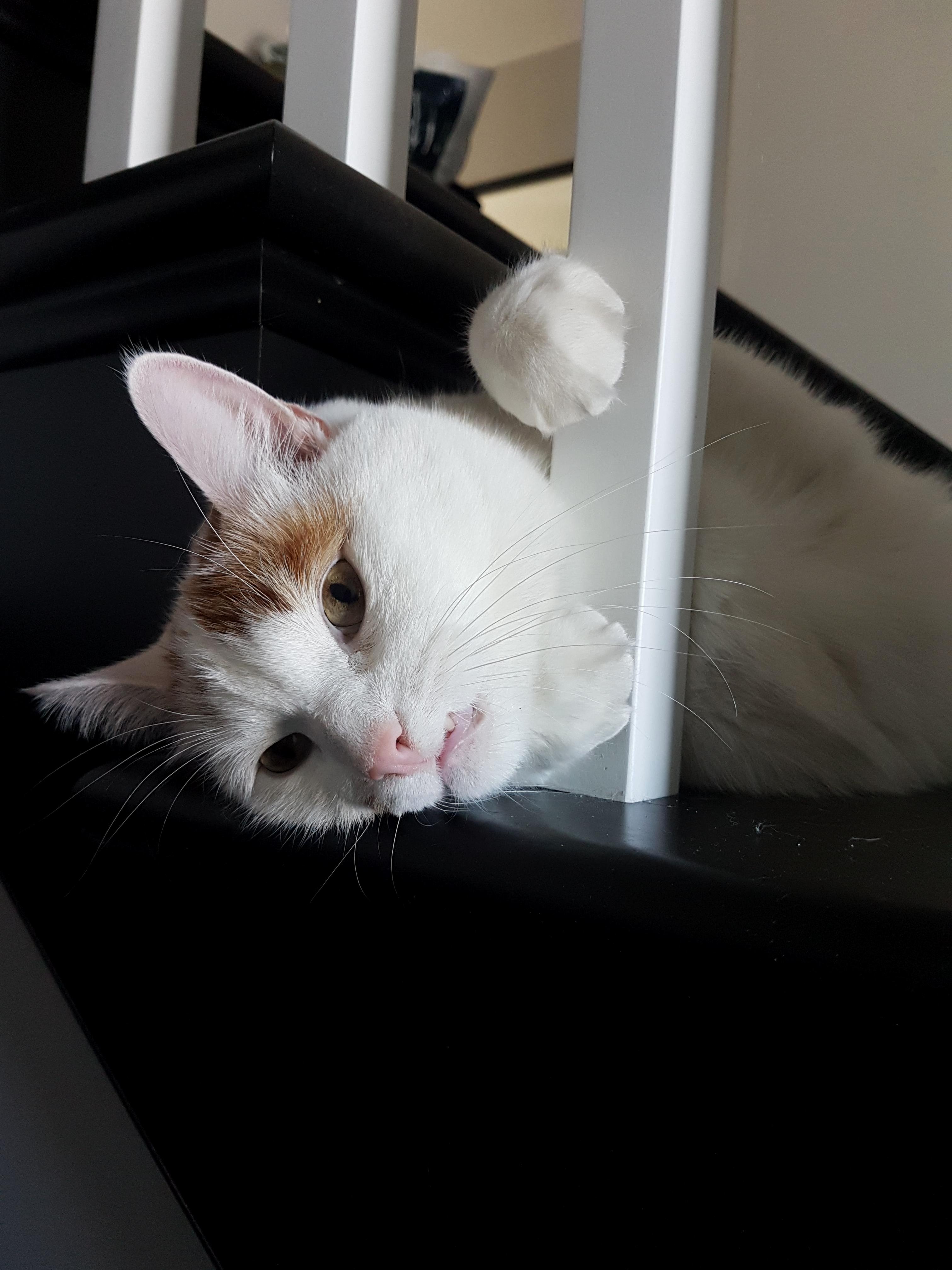 Hello, Can You Feed Me Please.