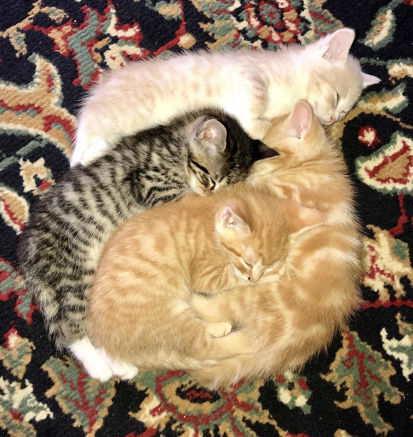Help! I Cant Leave My Living Room Because I Cant Bear to Be Away from These Tiny Fluffs!