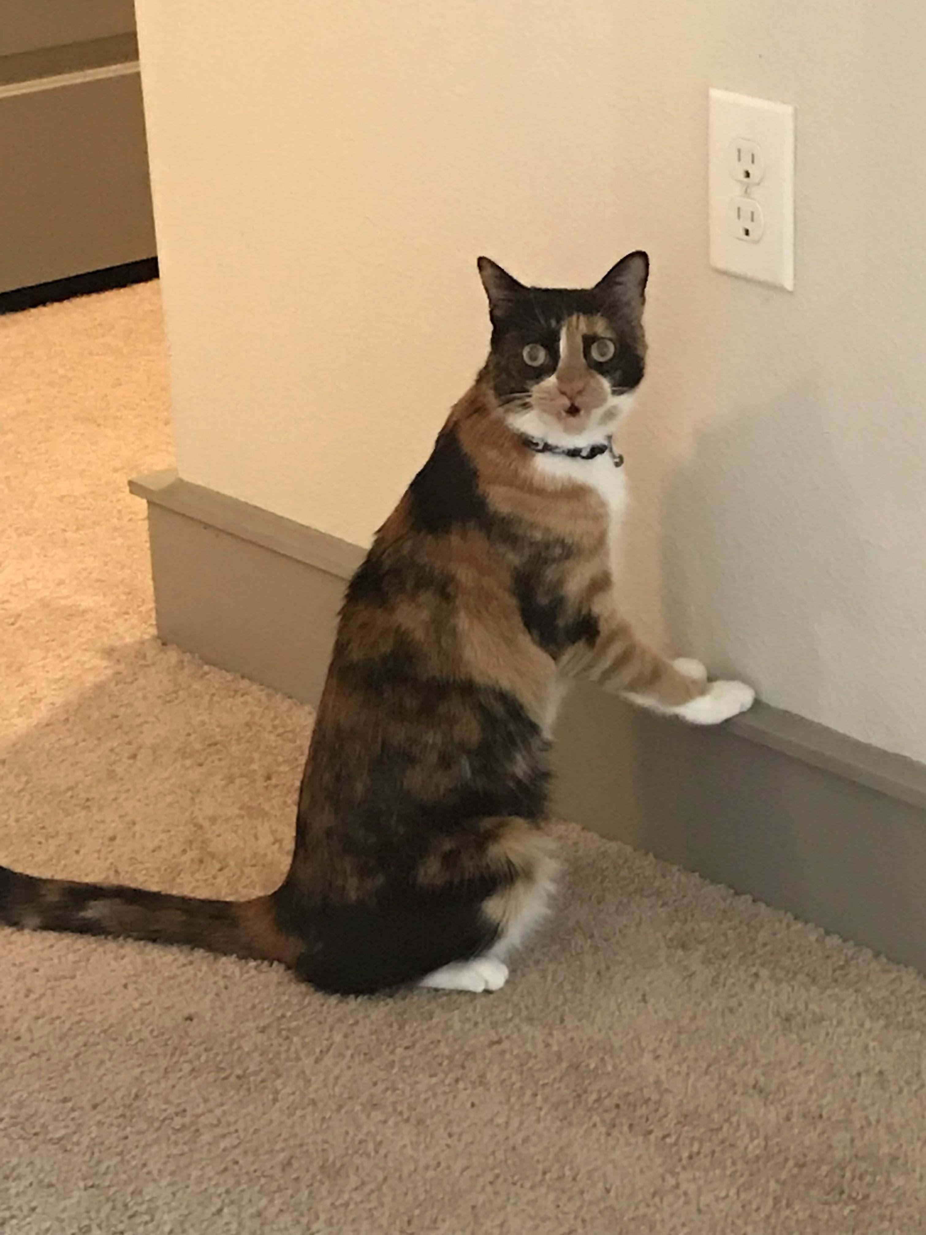 Her Face When I Ask Why She Is Licking the Outlet!
