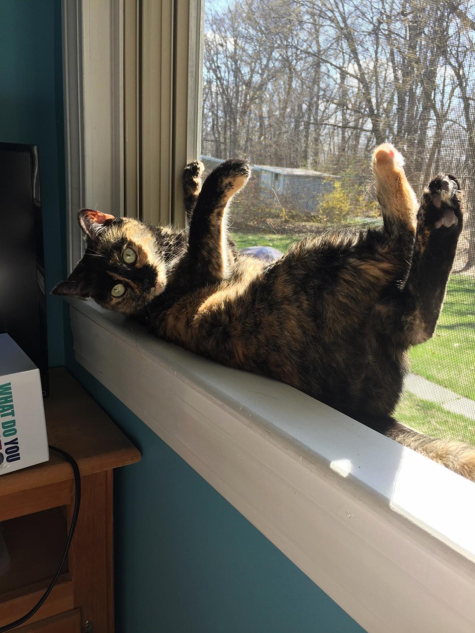 Her Name Is Scribbles. She Sits Even If She Dont Fits.