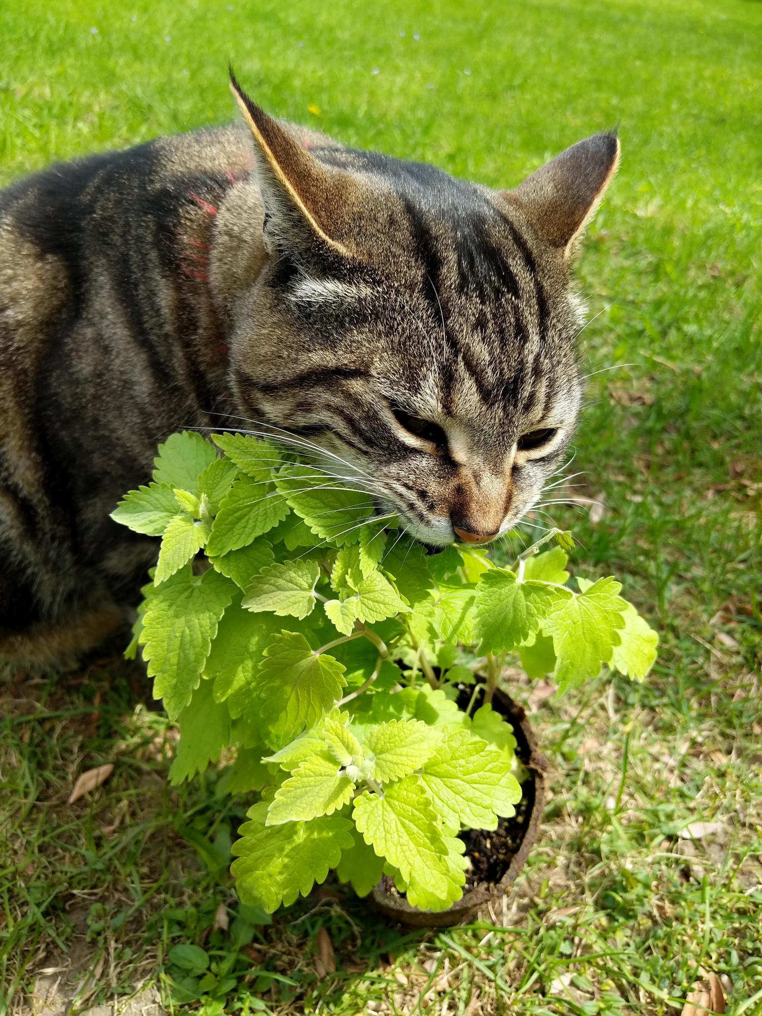 Heres My Cat Slowly Going Insane After We Got Him Catnip