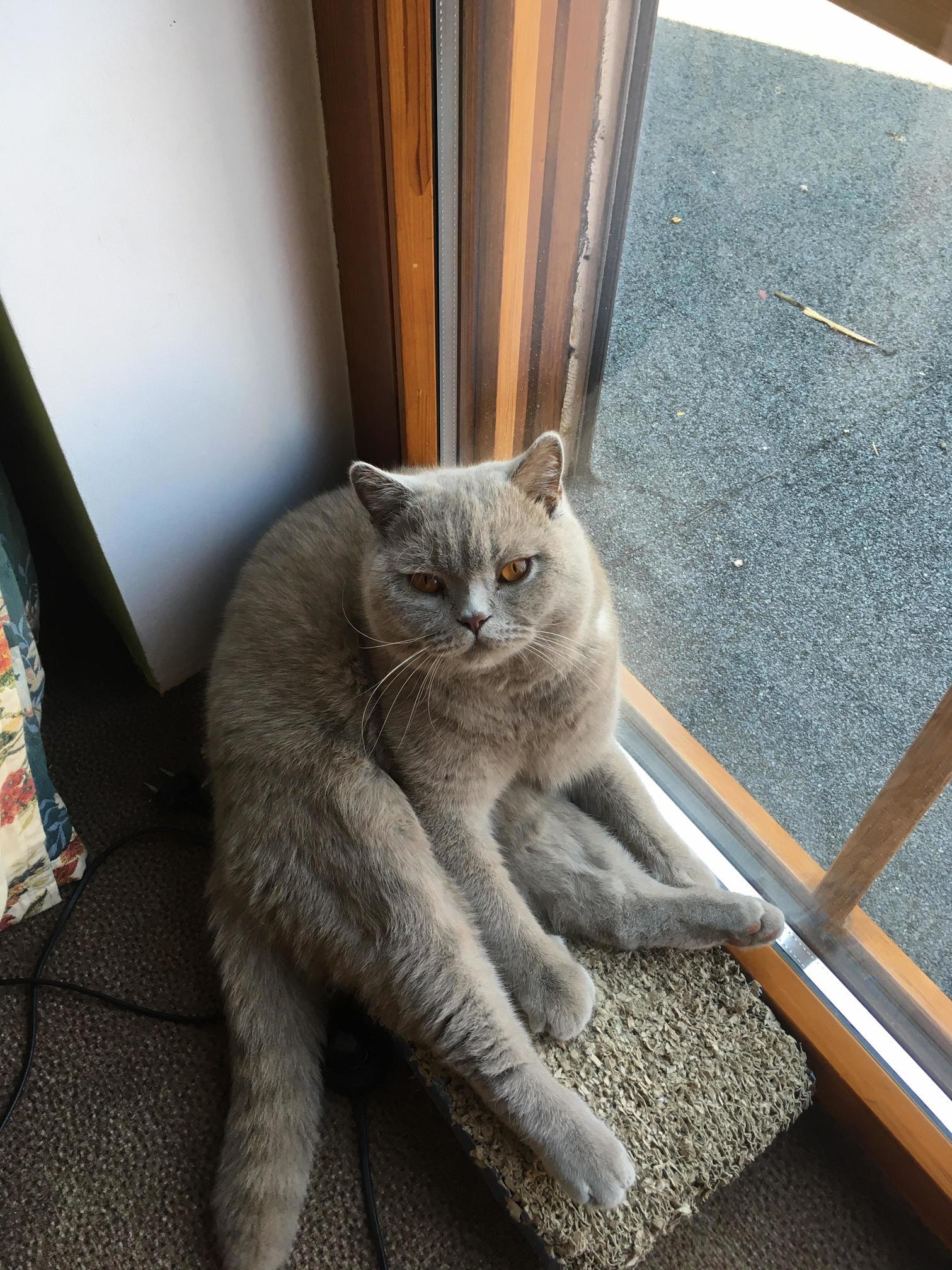 Heres Simba. He Just Likes to Sit Like That